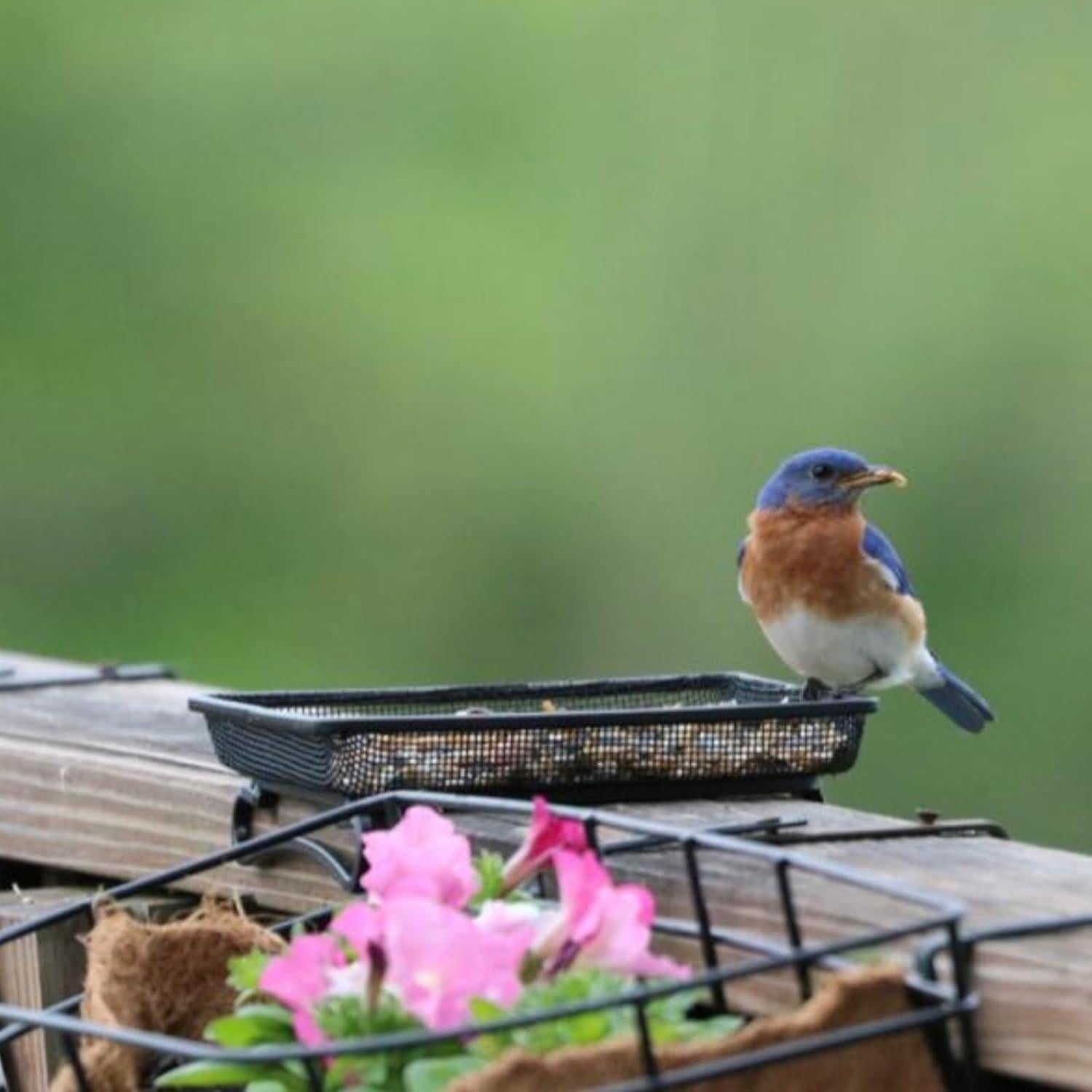 Comedero de Aves y Vida Silvestre Backyard Essentials 2 Tazas