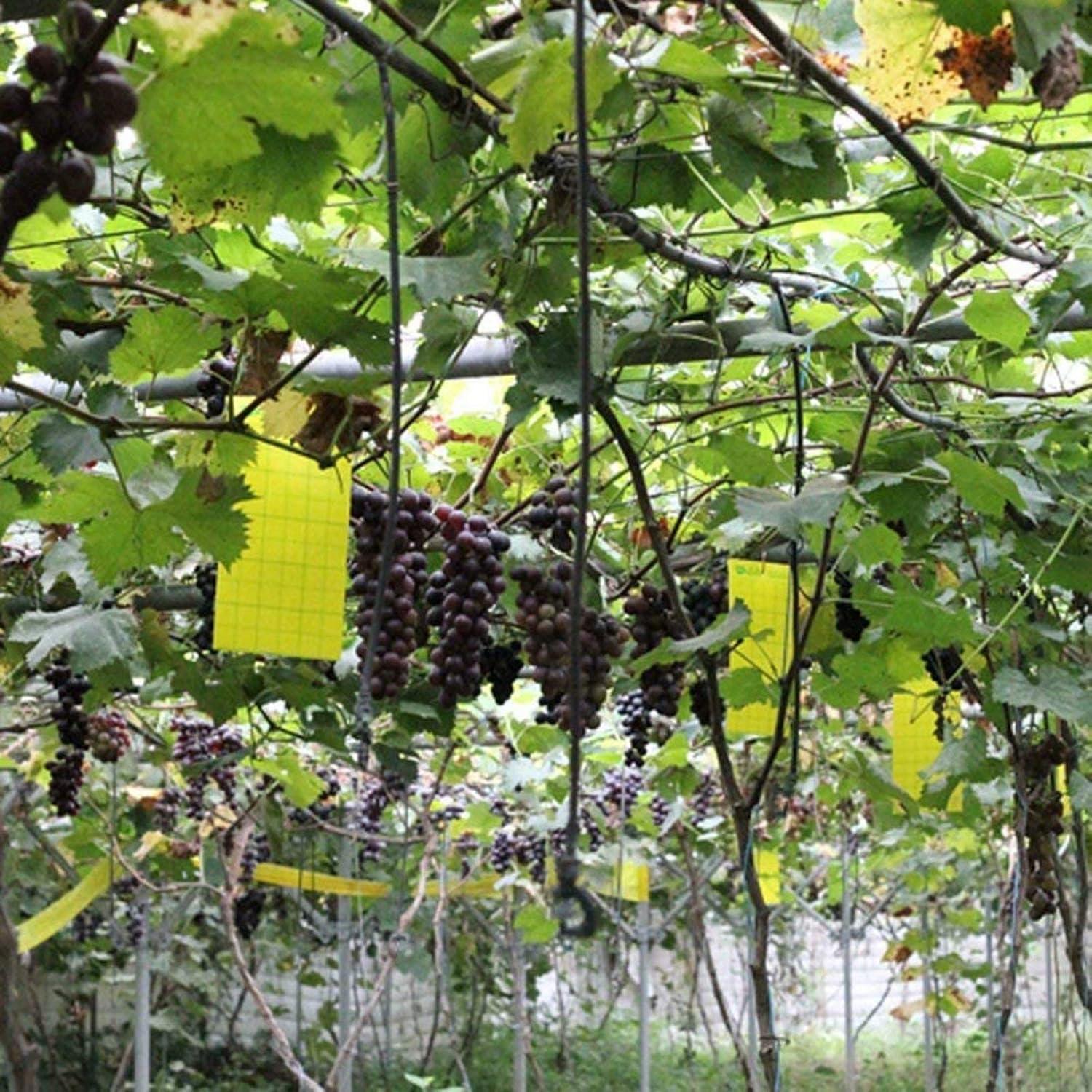 Trampas Adhesivas Amarillas Faicuk 20 Unidades para Insectos