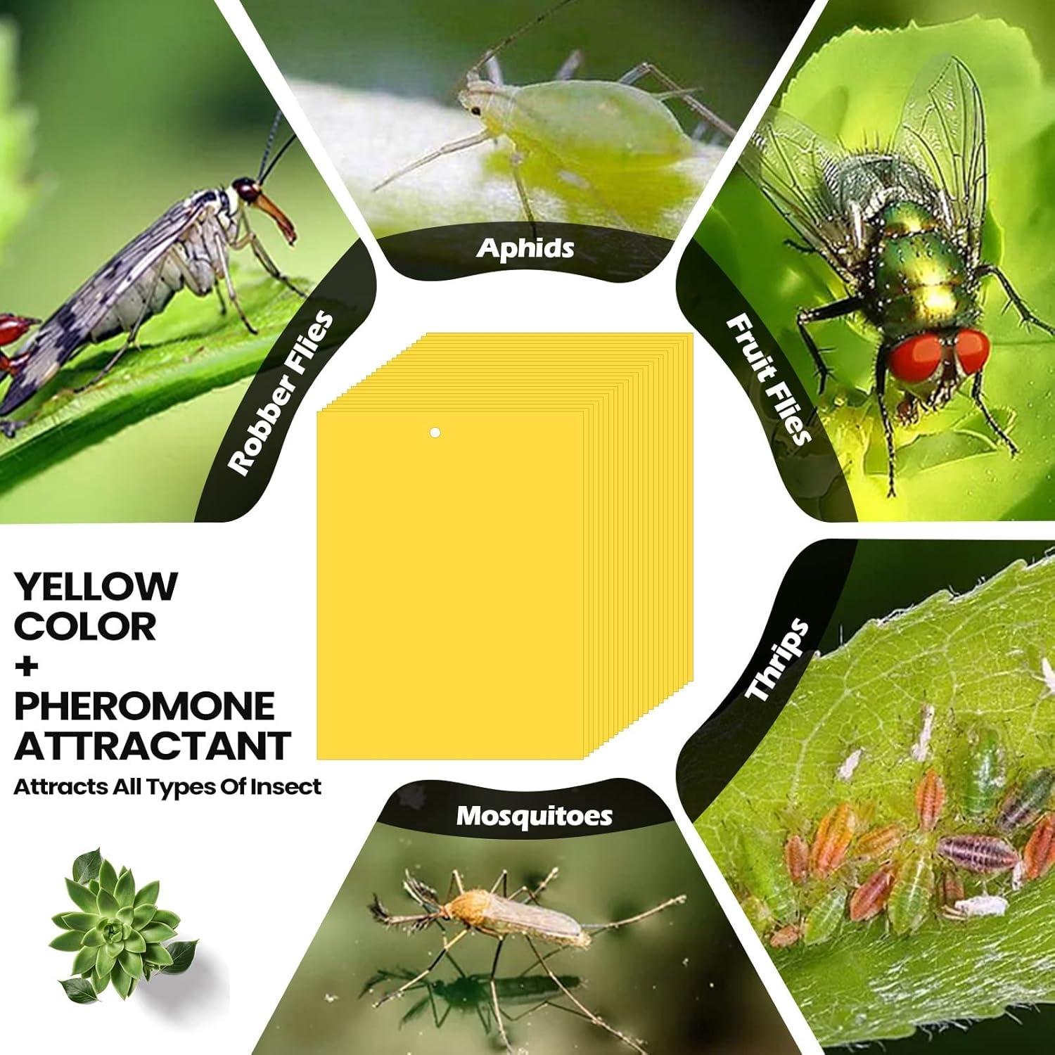 Trampas Adhesivas Doble Cara Qualirey 100 Pcs 15x20 cm Amarillo