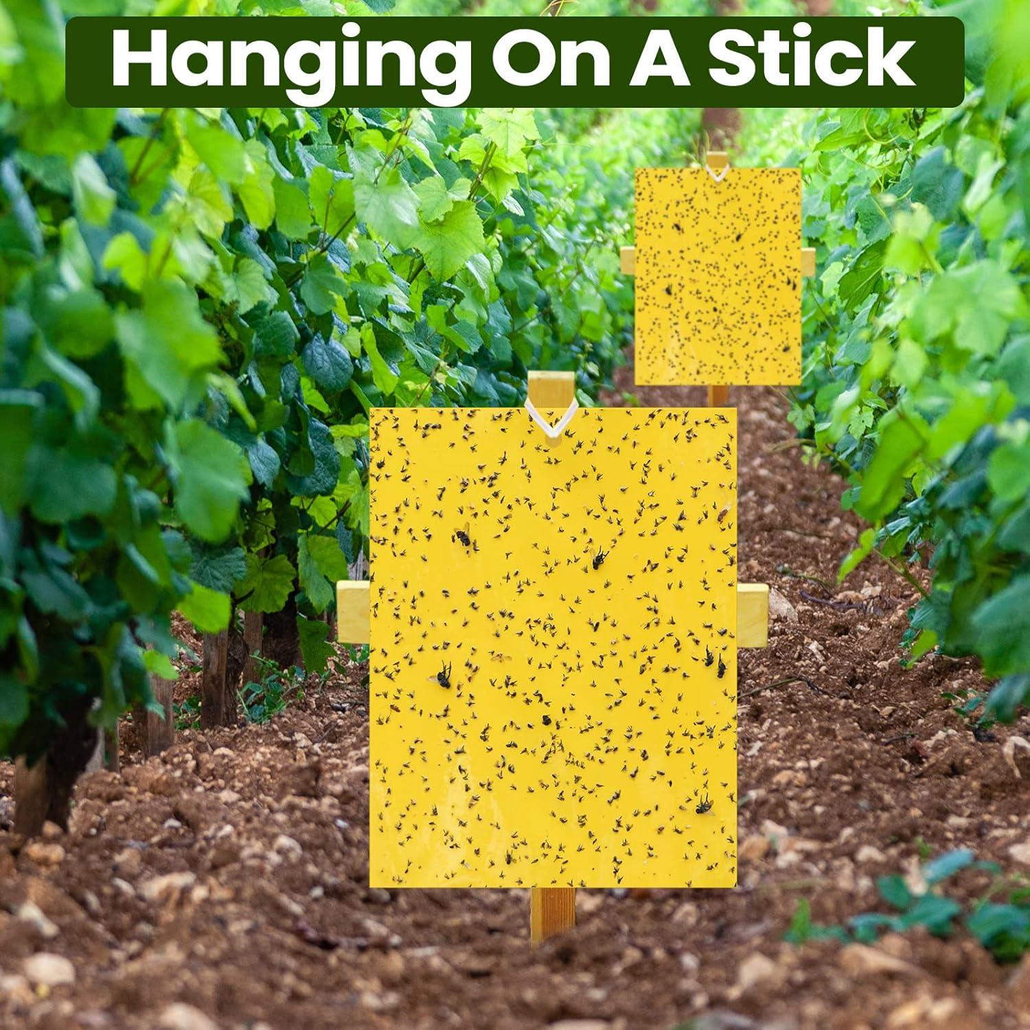 Trampas Adhesivas Doble Cara Qualirey 100 Pcs 15x20 cm Amarillo