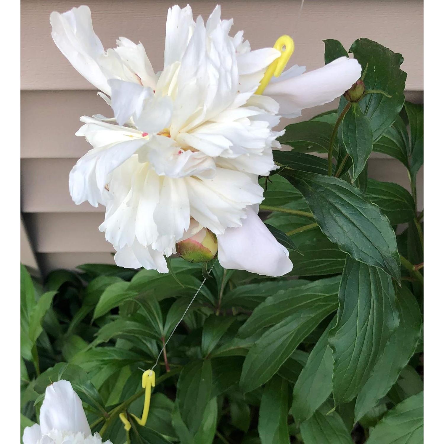 Soportes para Plantas Arborly - Paquete de 100 - 1,68 m