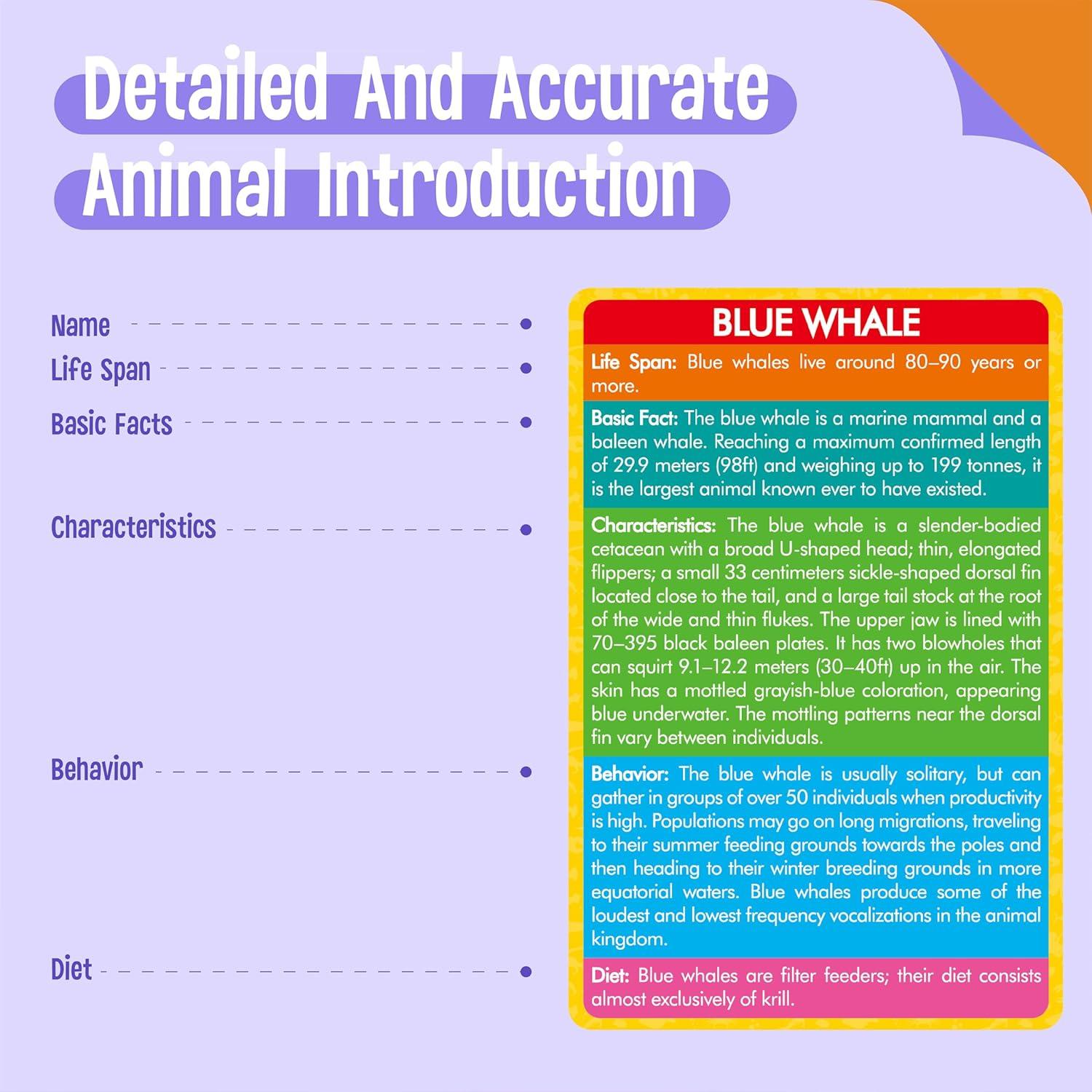 24 Figuras de Animales + 24 Tarjetas Educativas - SpriteGru