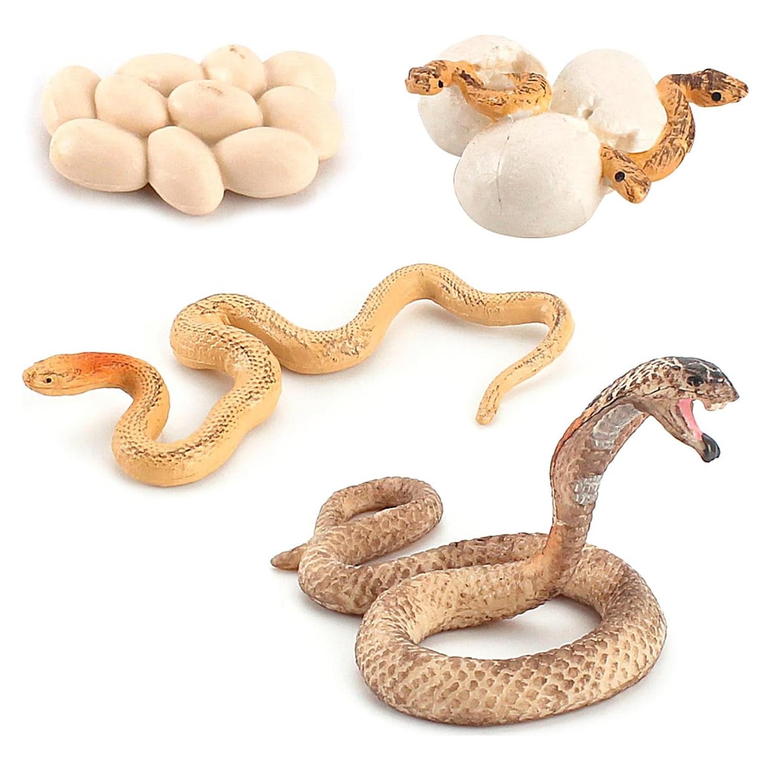 Ciclo de Vida de Serpiente Rismise - Juguete Educativo