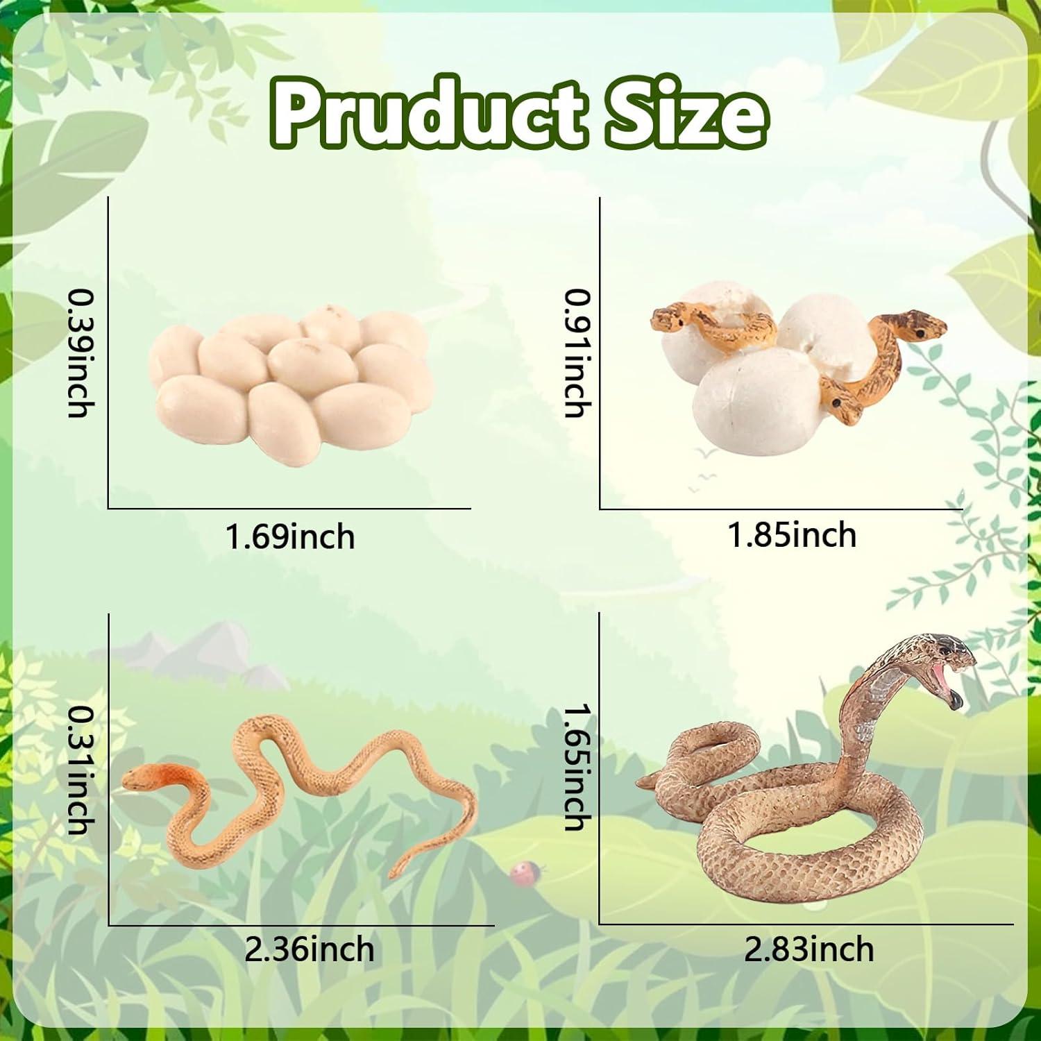 Ciclo de Vida de Serpiente Rismise - Juguete Educativo