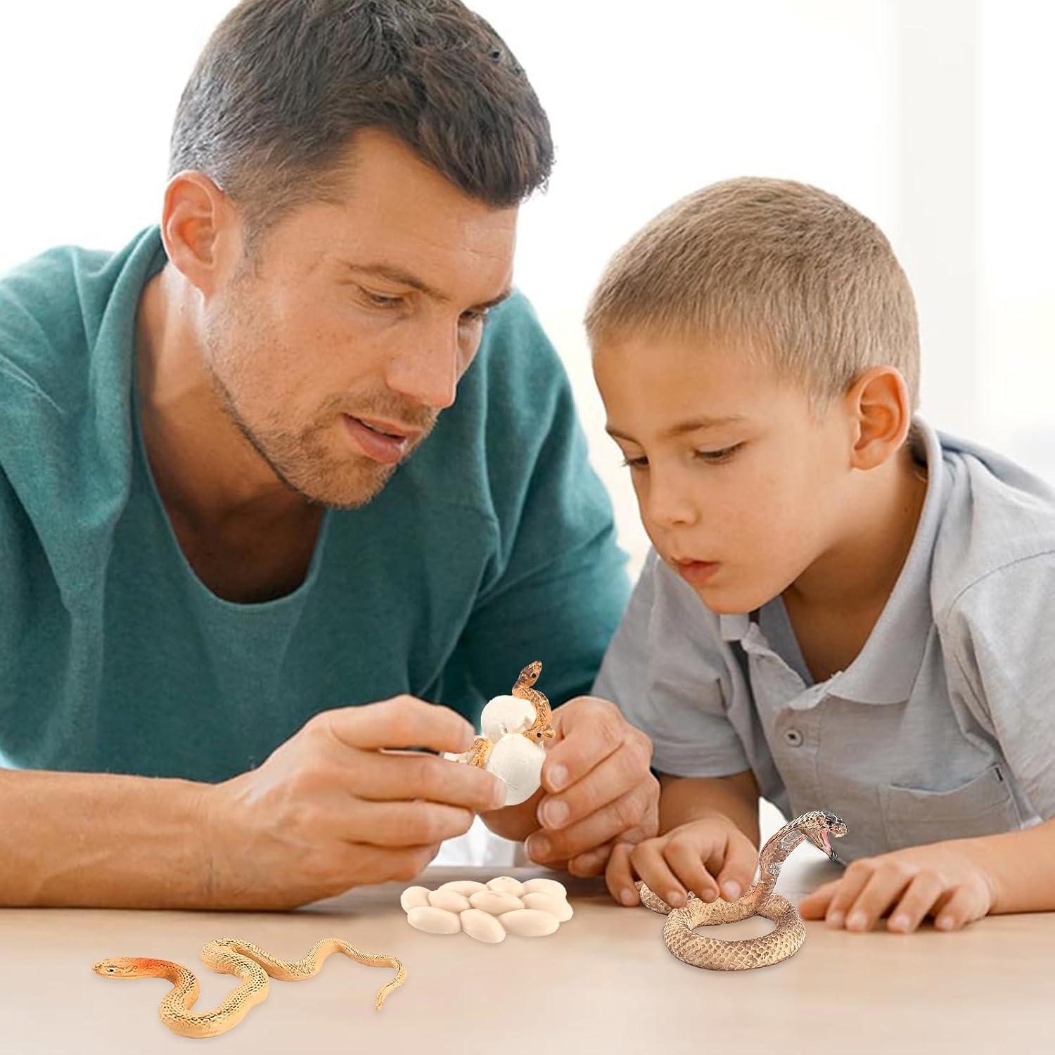 Ciclo de Vida de Serpiente Rismise - Juguete Educativo