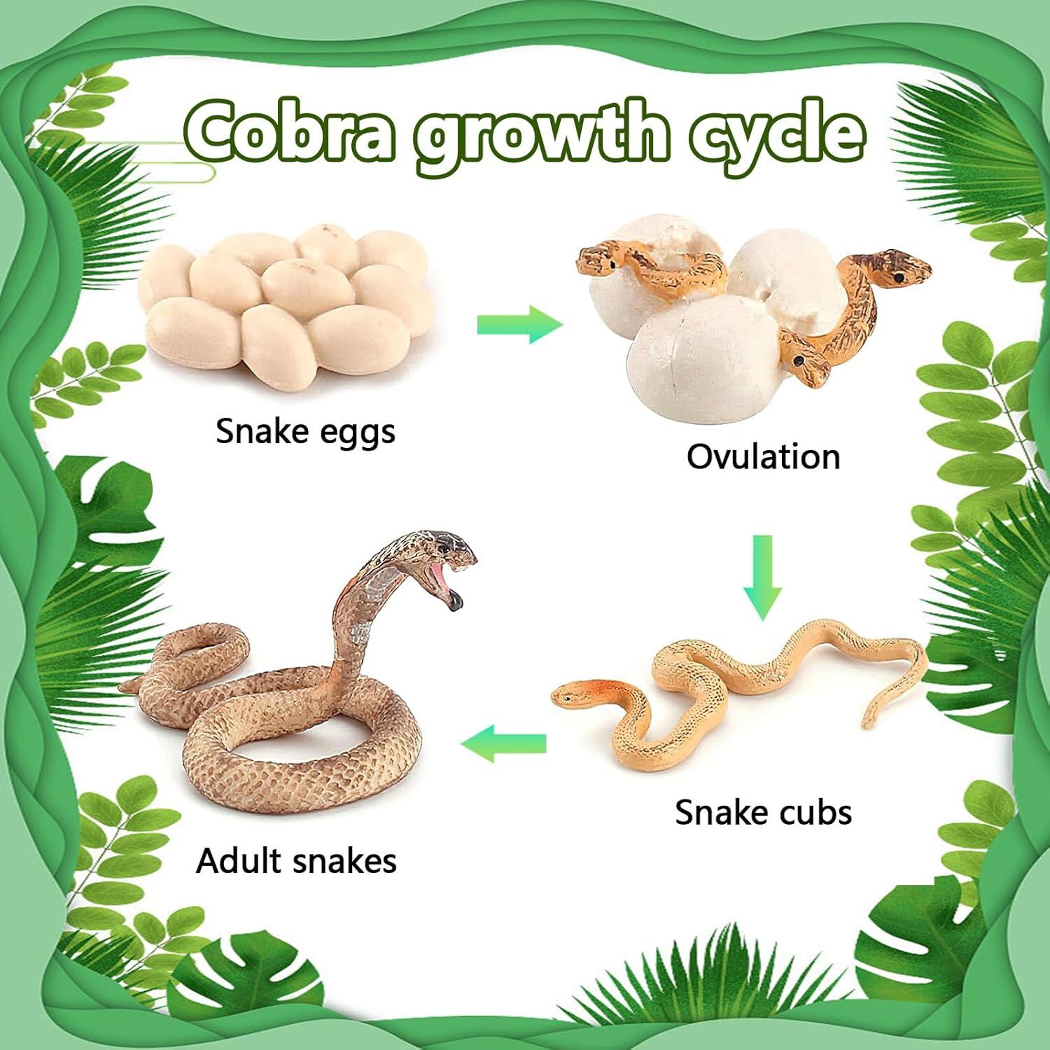 Ciclo de Vida de Serpiente Rismise - Juguete Educativo