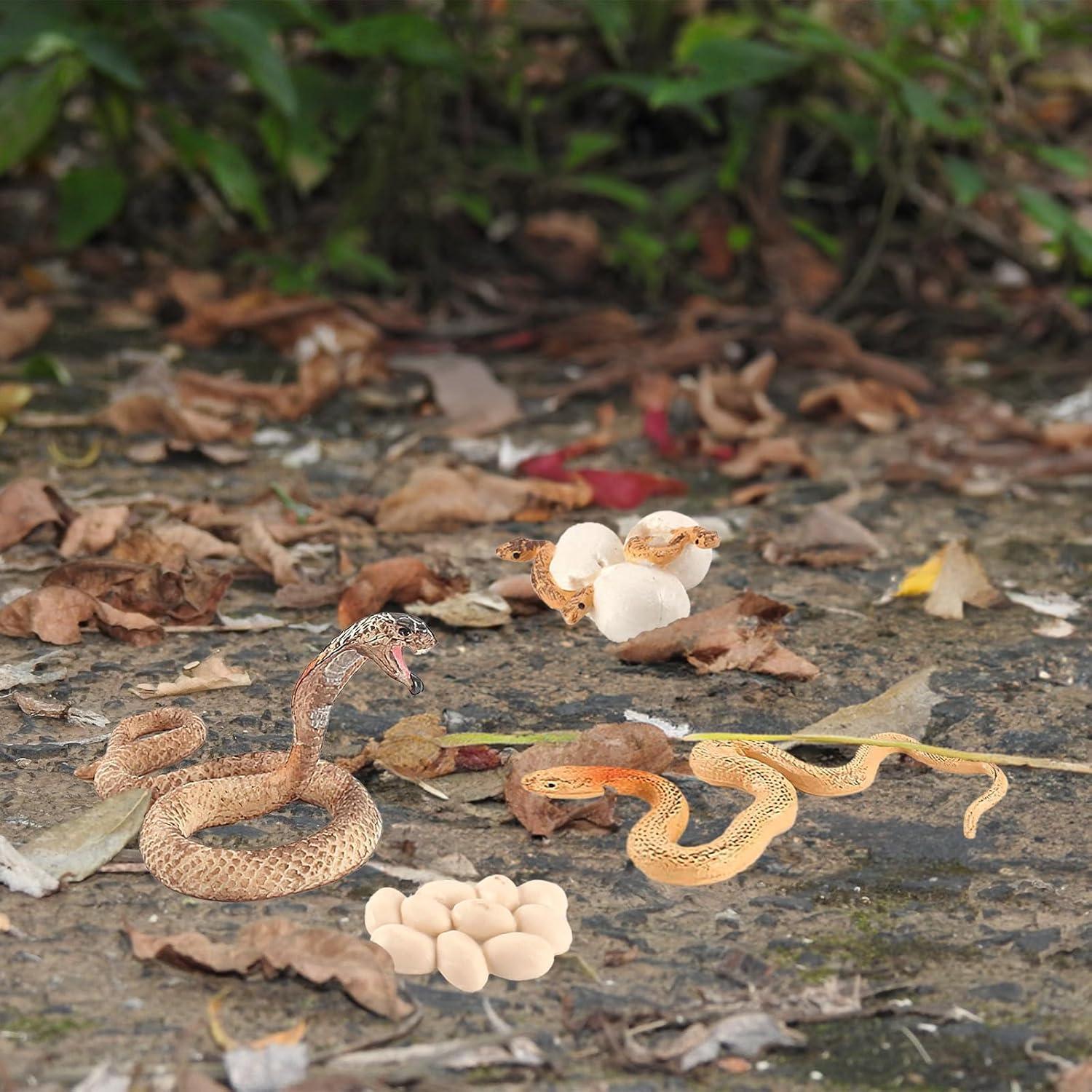 Ciclo de Vida de Serpiente Rismise - Juguete Educativo