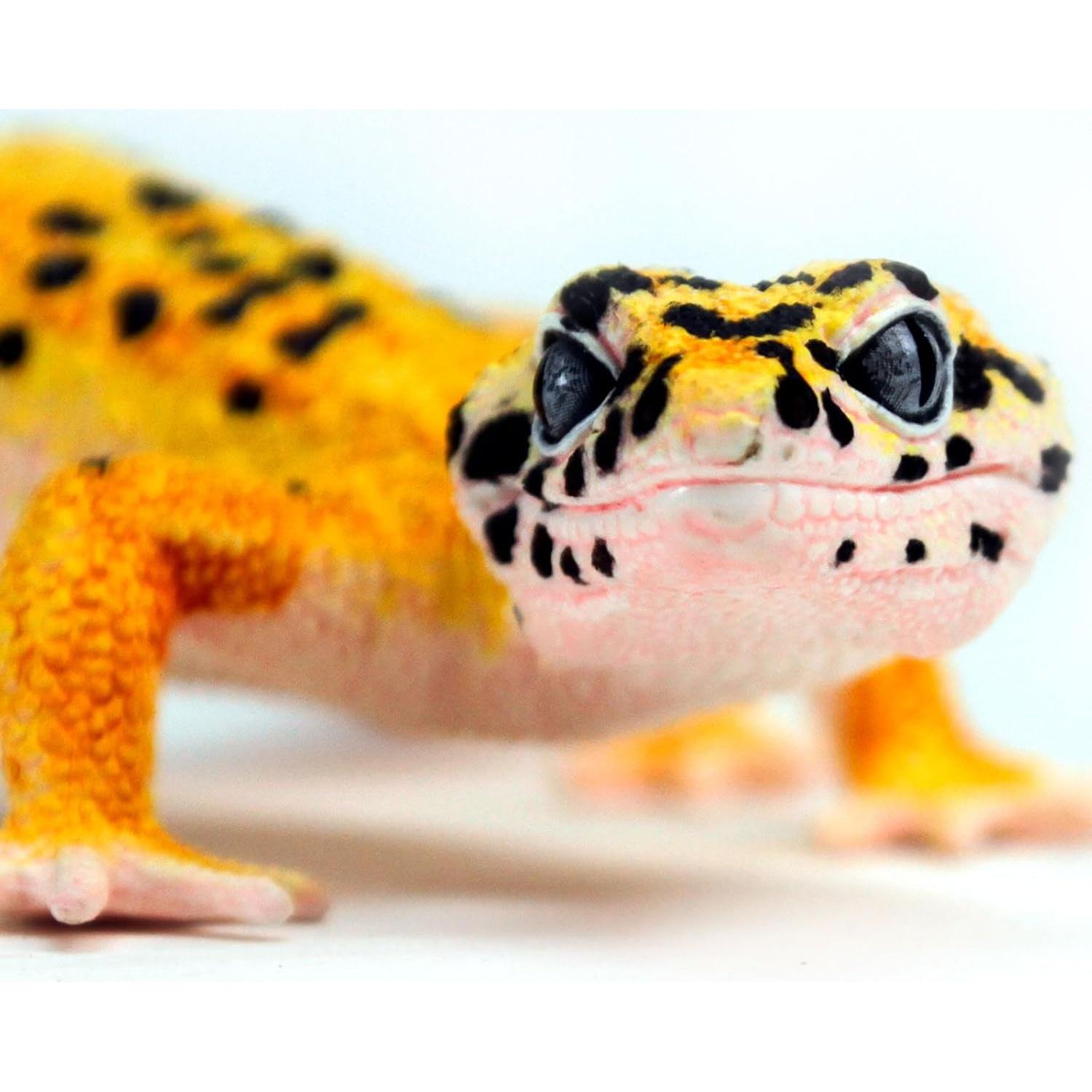 Figura de Gecko Leopardo Safari Ltd. 17.78 cm Juguete Educativo