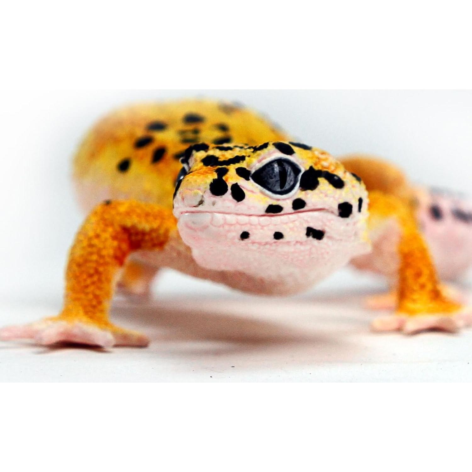 Figura de Gecko Leopardo Safari Ltd. 17.78 cm Juguete Educativo