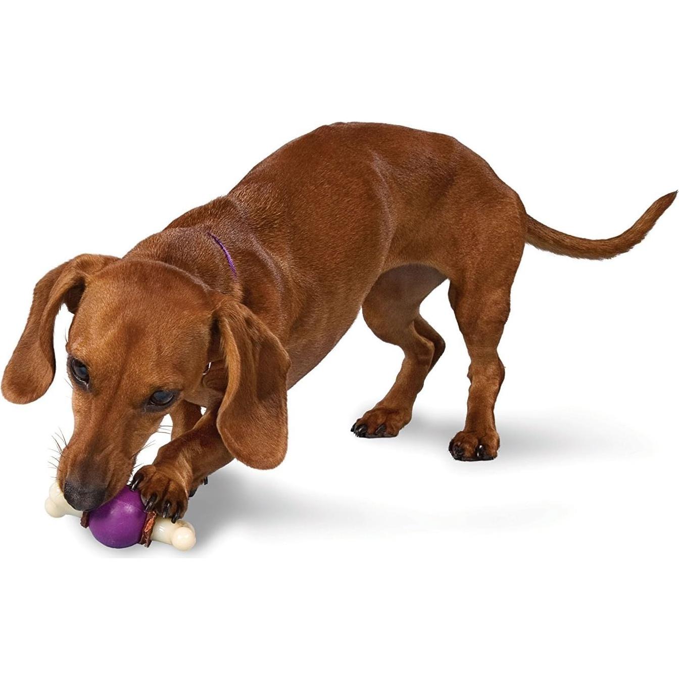 Juguete para Perros PetSafe Busy Buddy Hueso Bouncy Pequeño