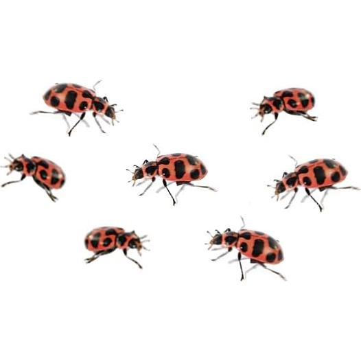 Kit de Crecimiento de Mariquitas Insect Lore - Habitat Educativo STEM