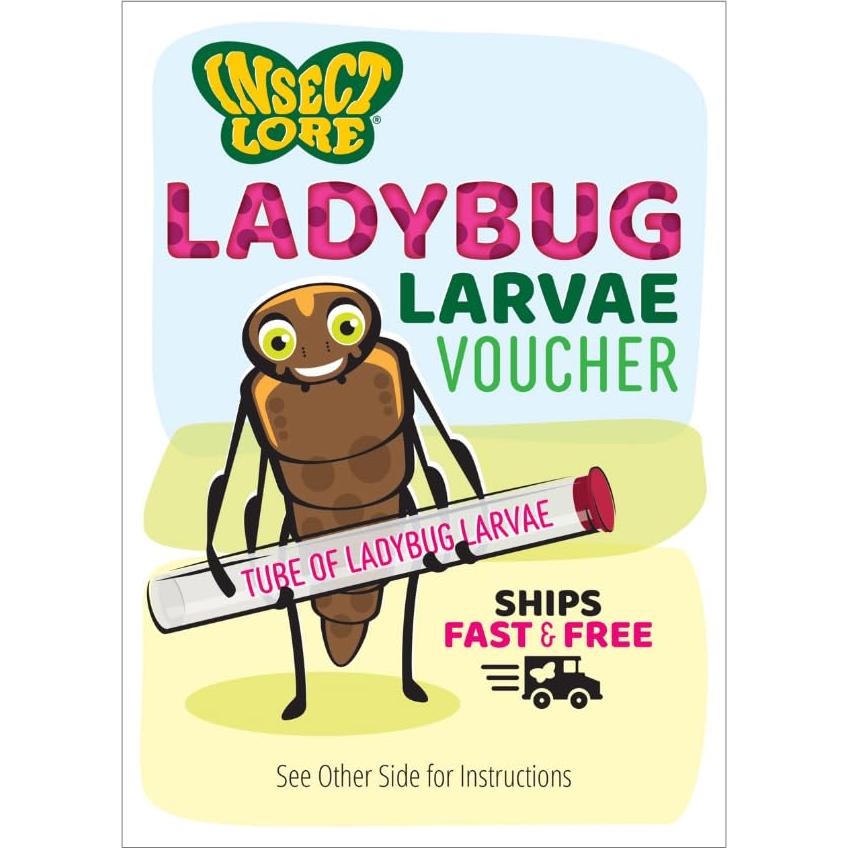 Kit de Crecimiento de Mariquitas Insect Lore - Habitat Educativo STEM