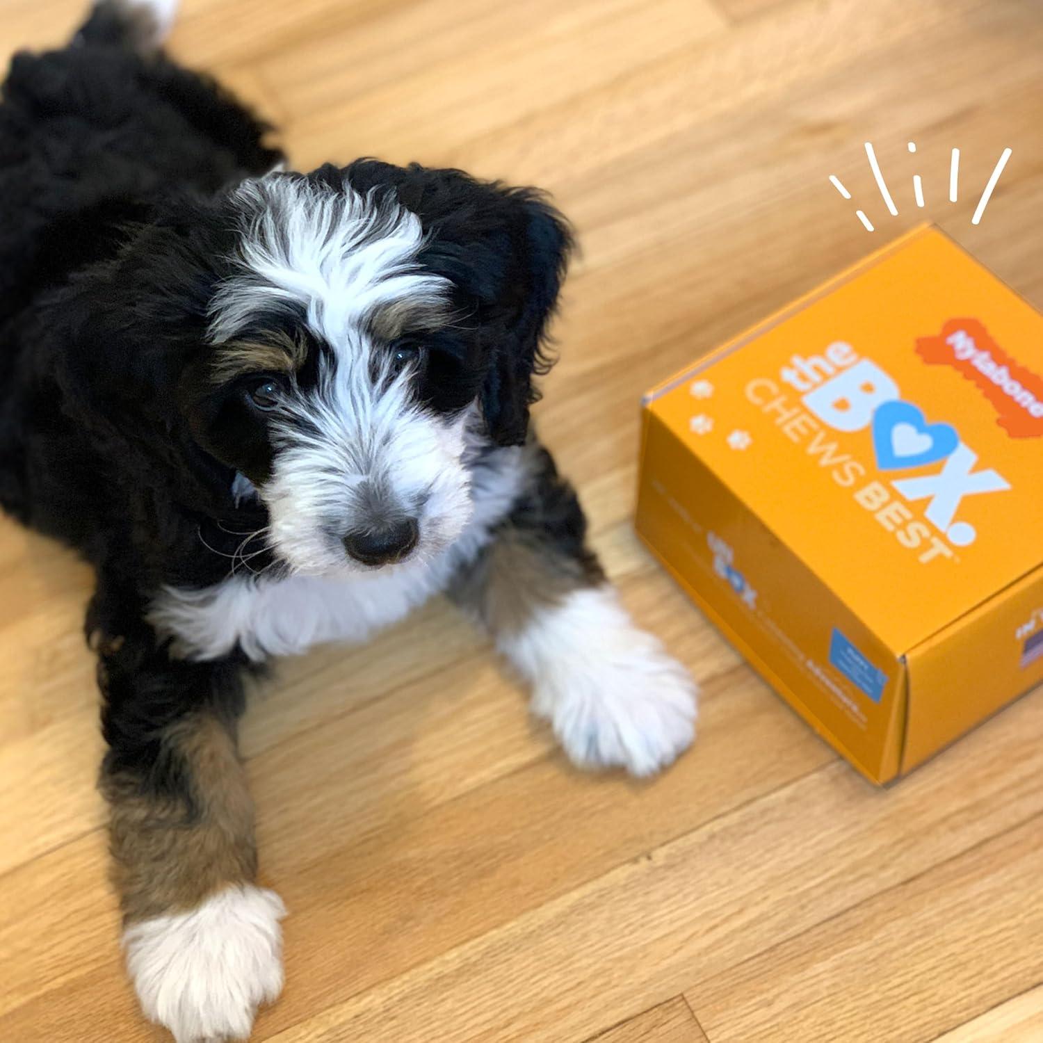 Caja de Regalo Nylabone para Cachorros - 3 Juguetes y 1 Golosina