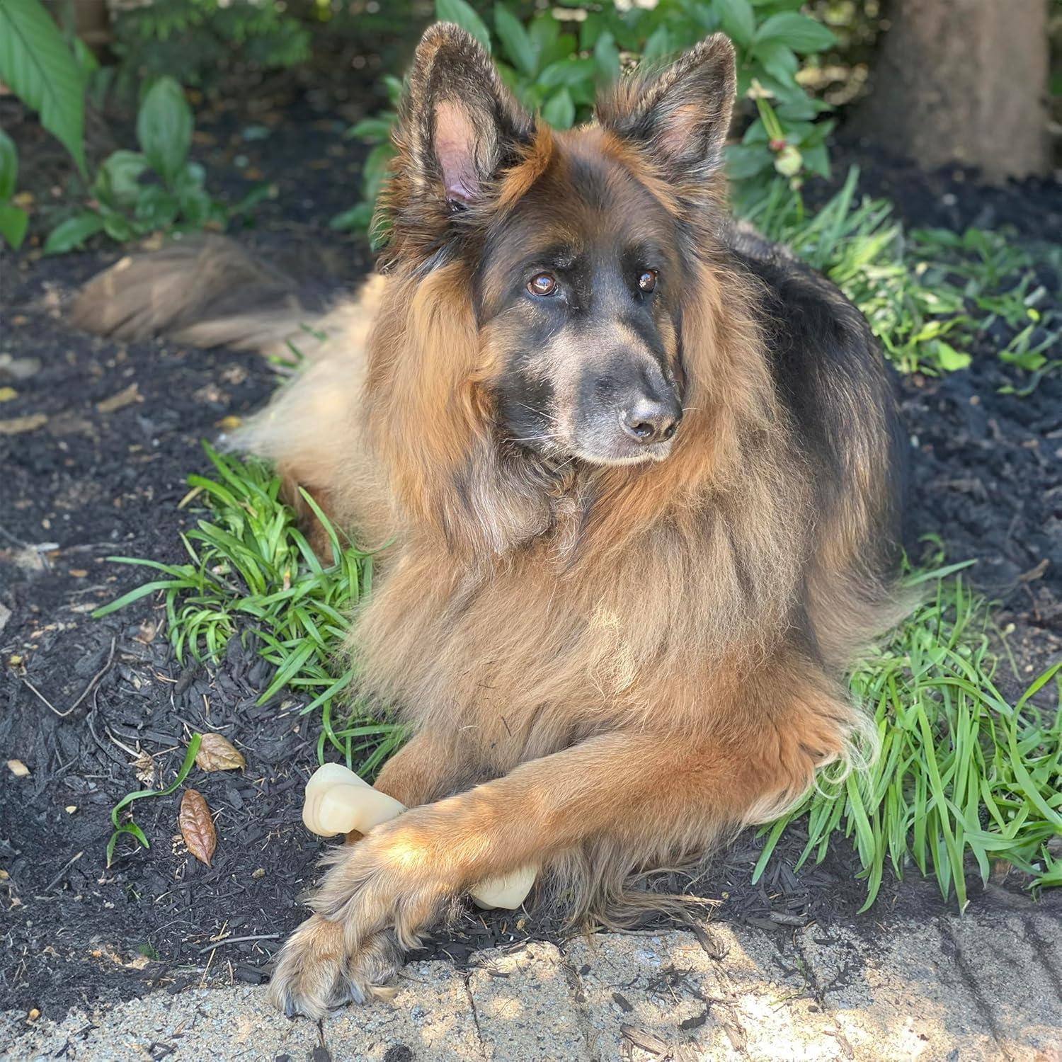 Nylabone Juguete para Masticar Hueso Nudillo XX-Large Sabor Pollo