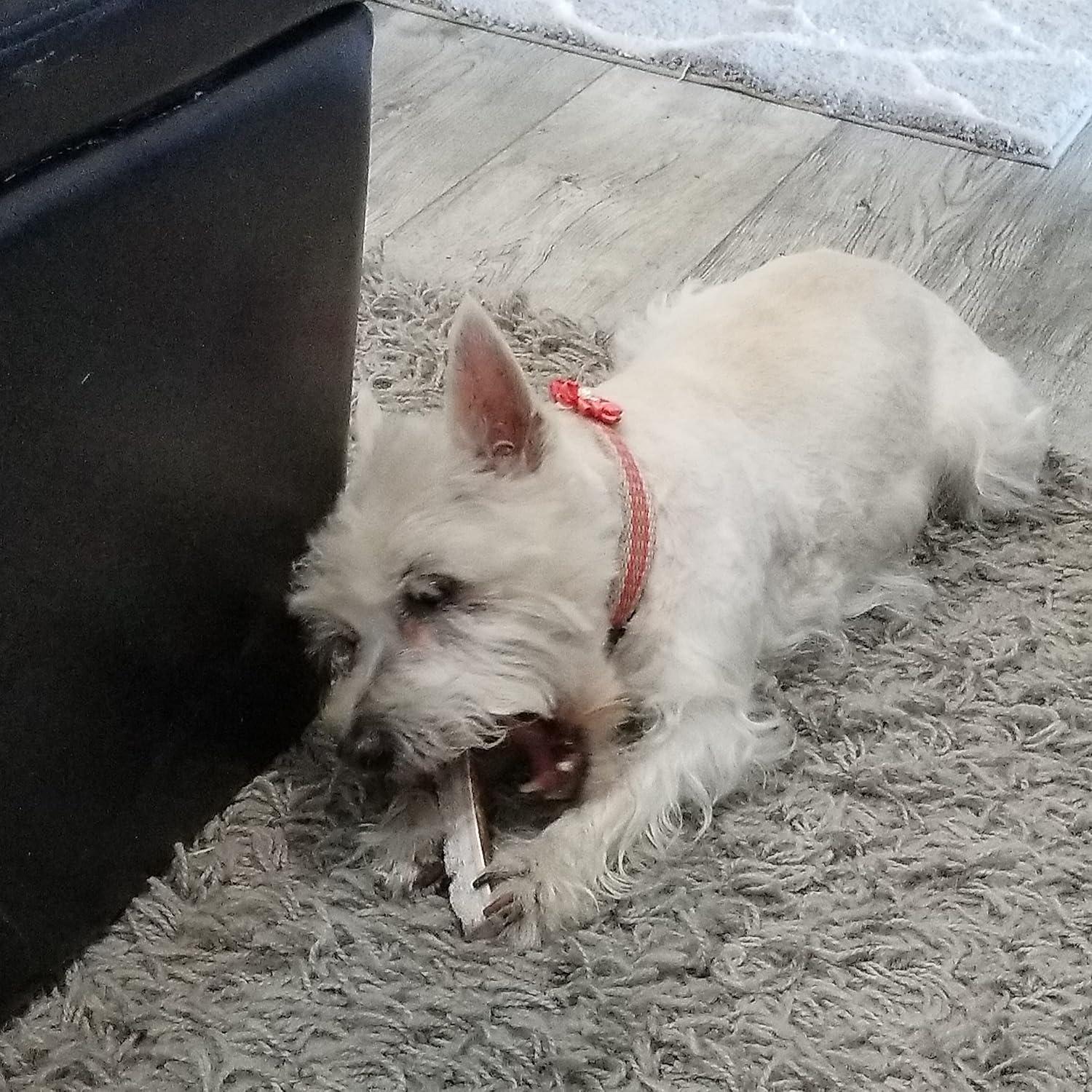 Astas de Alce Premium Elkhorn para Perros Pequeños - 2 Piezas