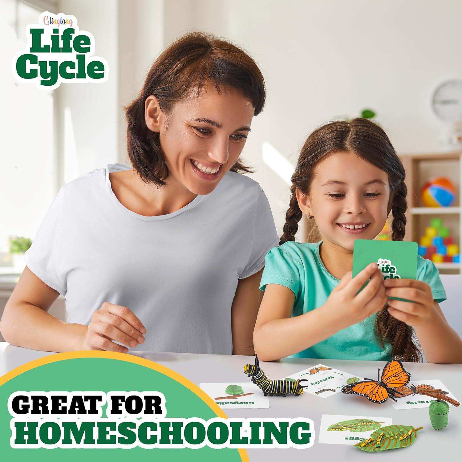 Kit Ciclo de Vida Montessori GLINGLONG - Juguete Educativo 3D