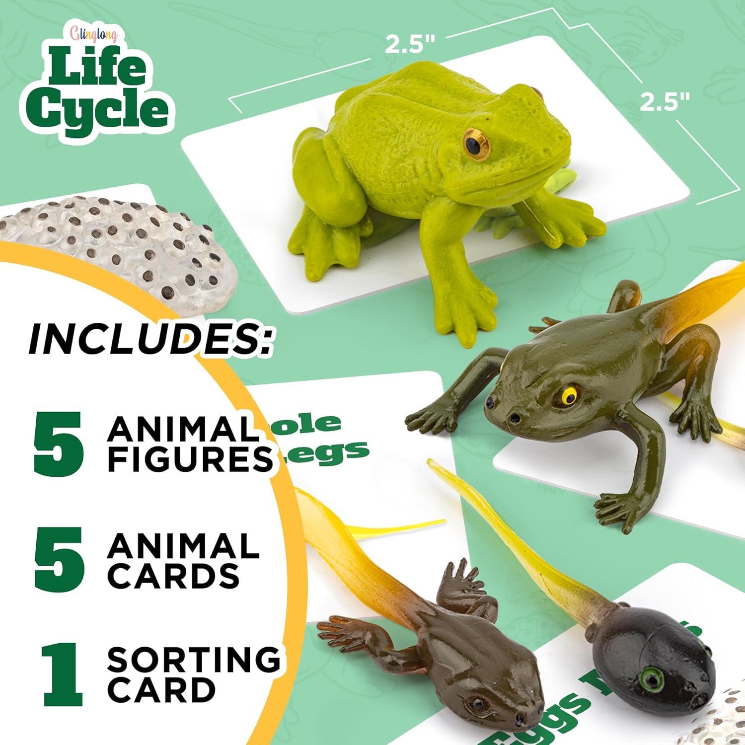 Kit Ciclo de Vida Montessori GLINGLONG - Animales 3D Educativos