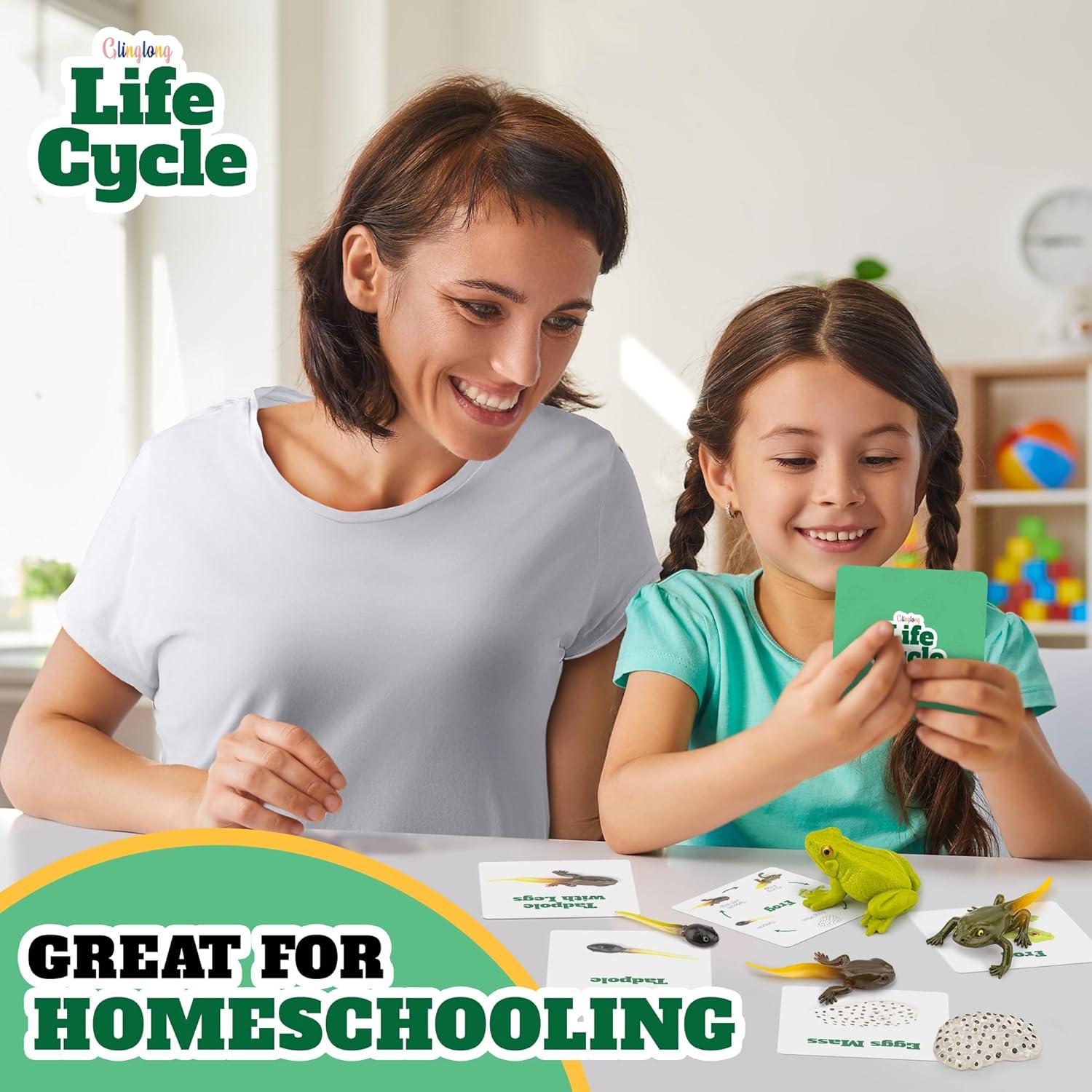 Kit Ciclo de Vida Montessori GLINGLONG - Animales 3D Educativos