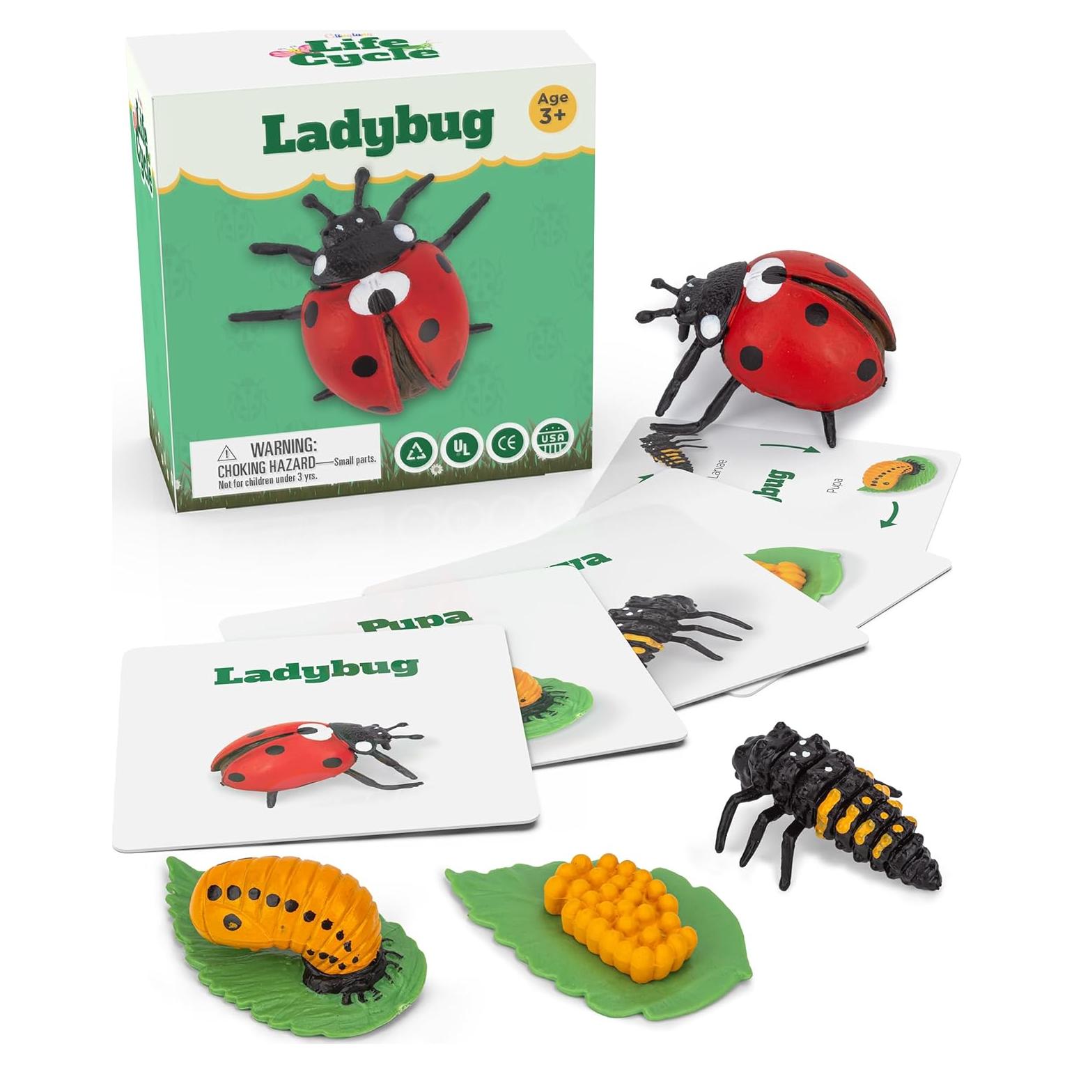 Kit Ciclo de Vida Montessori GLINGLONG - Juguete Educativo