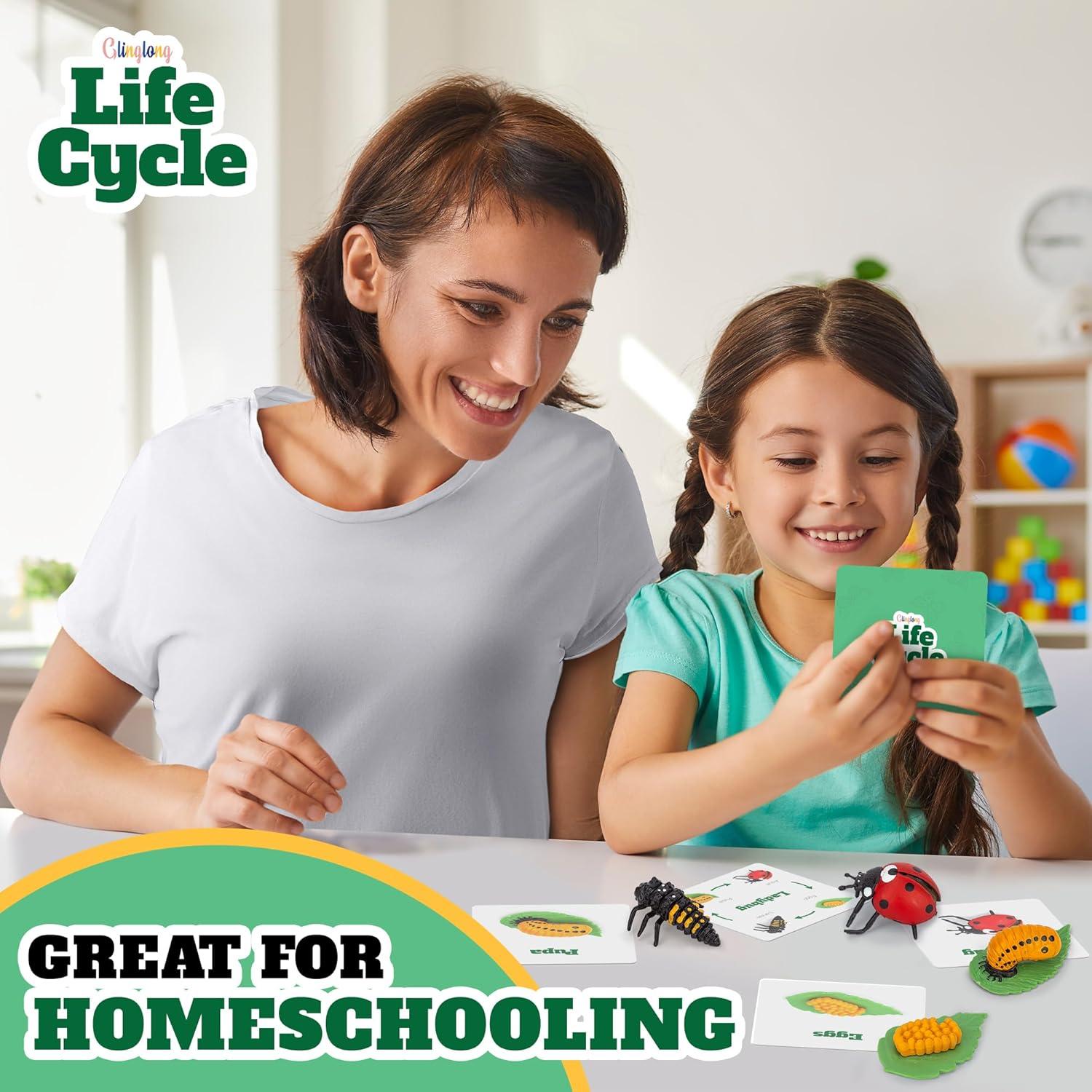 Kit Ciclo de Vida Montessori GLINGLONG - Juguete Educativo