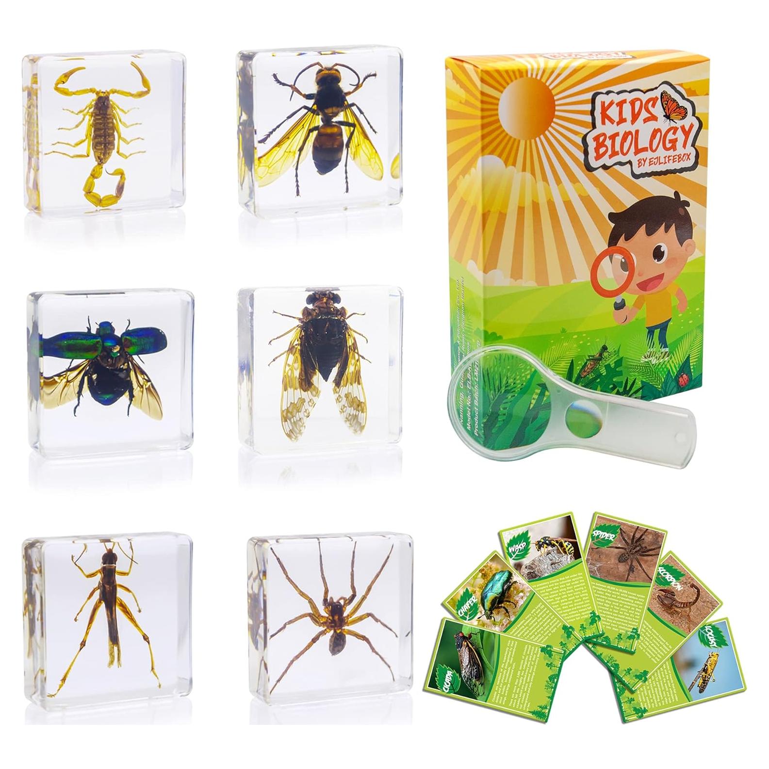 Juego de Especímenes de Insectos EJLIFEBOX con Lupa y Tarjetas