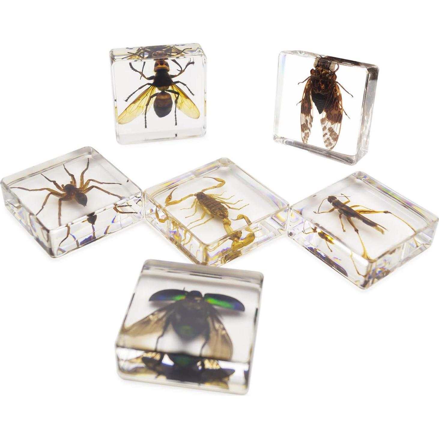 Juego de Especímenes de Insectos EJLIFEBOX con Lupa y Tarjetas