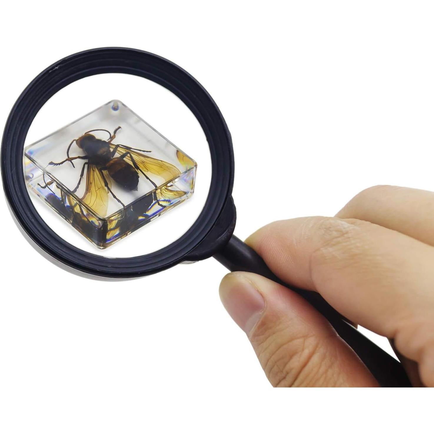 Juego de Especímenes de Insectos EJLIFEBOX con Lupa y Tarjetas