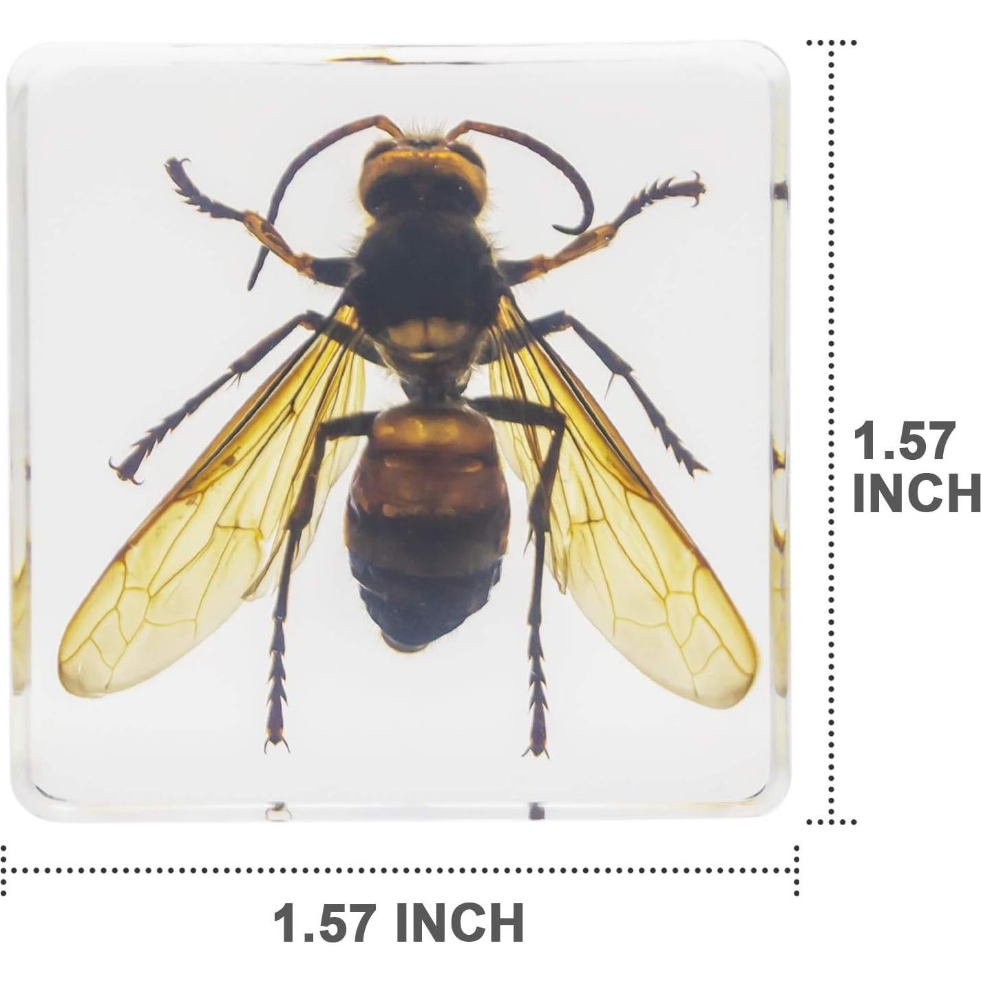 Juego de Especímenes de Insectos EJLIFEBOX con Lupa y Tarjetas