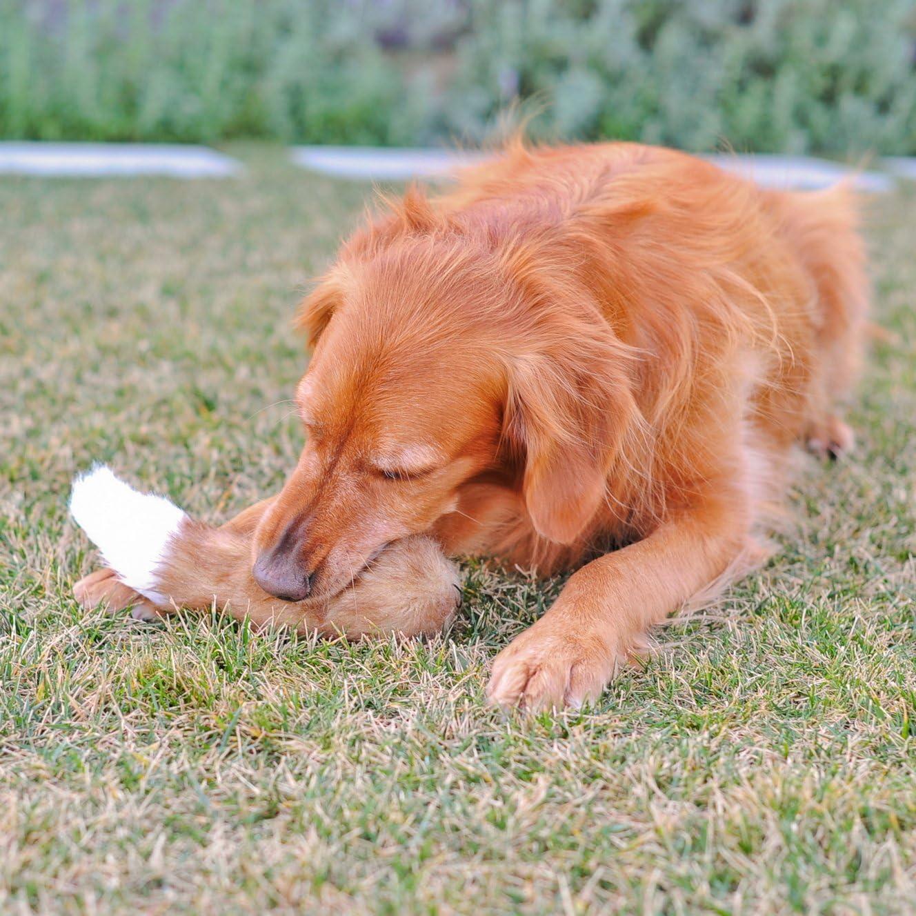 Juguete para Perros ZippyPaws Zorro Squeaky 30cm Sin Relleno