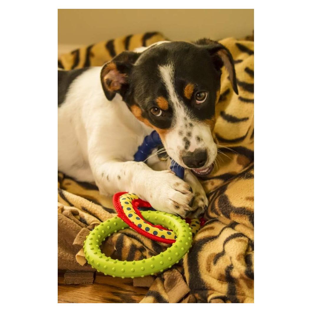 Impresión de Arte Fine Posterazzi Cachorro Fox Terrier 45x61cm