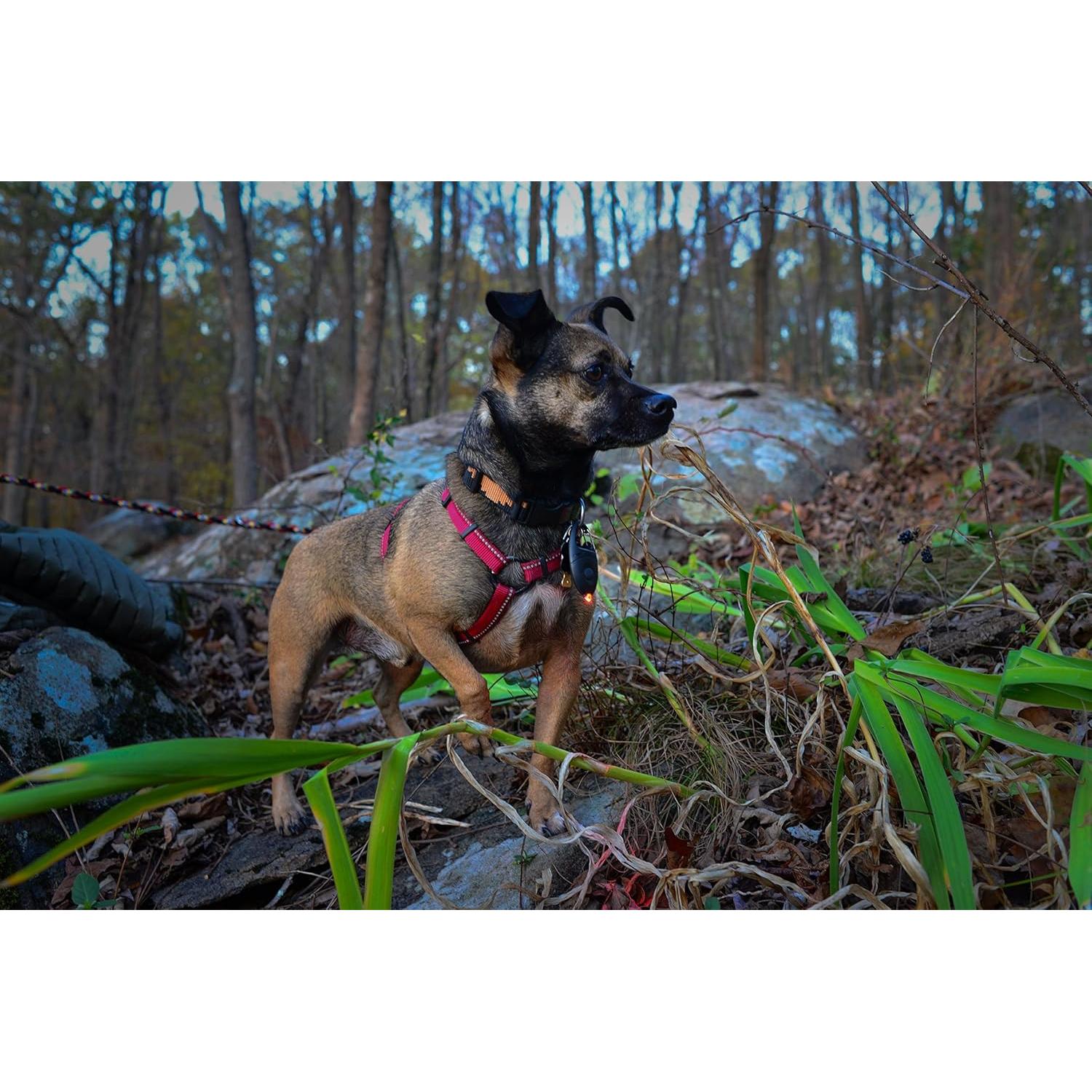 Luz de Estetoscopio Princeton Tec Impulse Rosa 20 Lúmenes