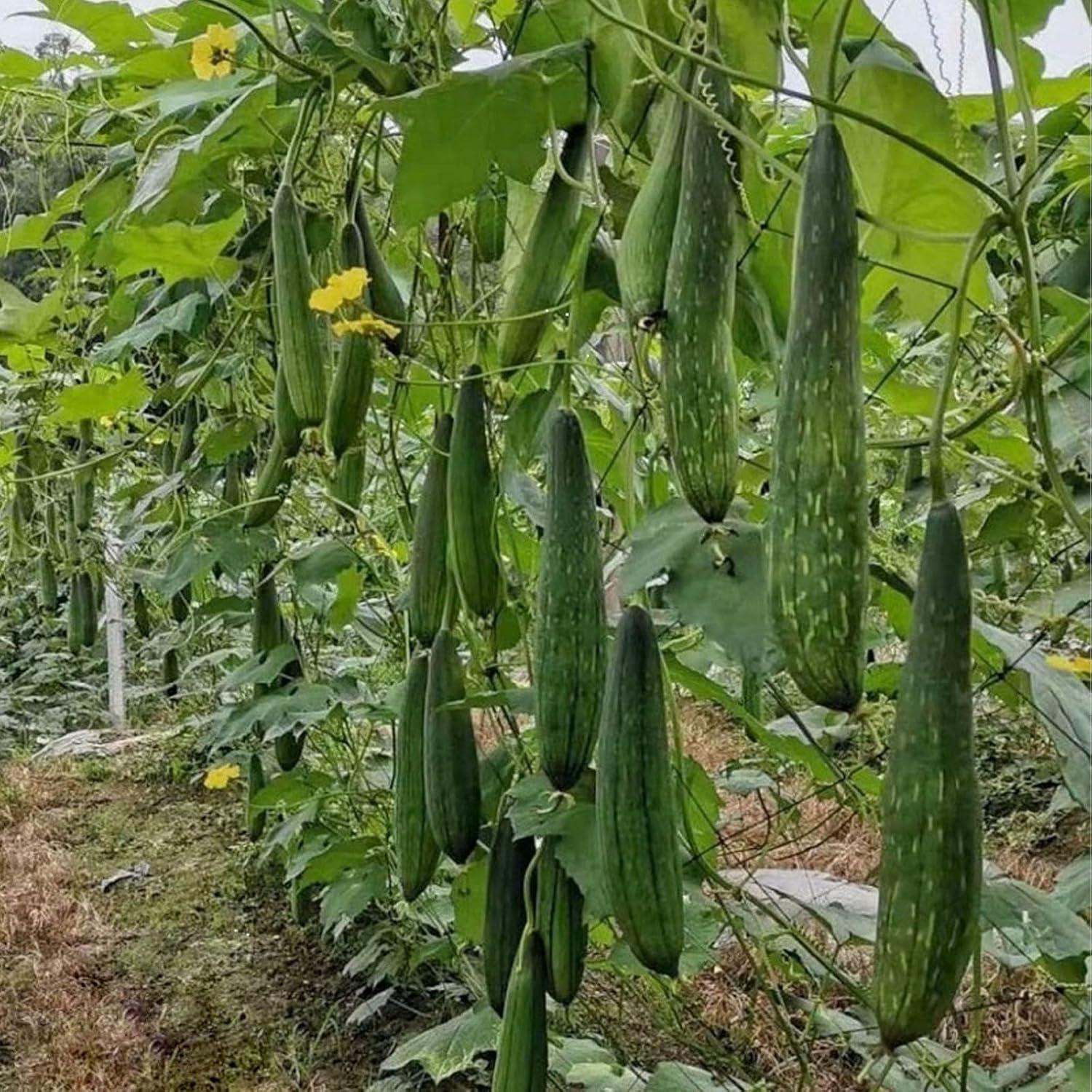 Esponja de Lufa Natural con Mango Largo para Baño y Limpieza