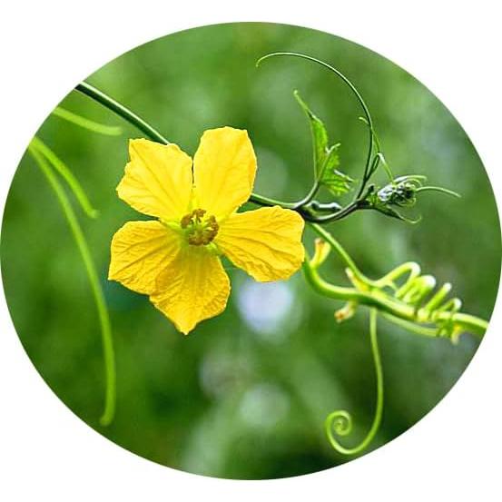 Paquete de 18 Esponjas de Lufa Natural Exfoliantes 6cm