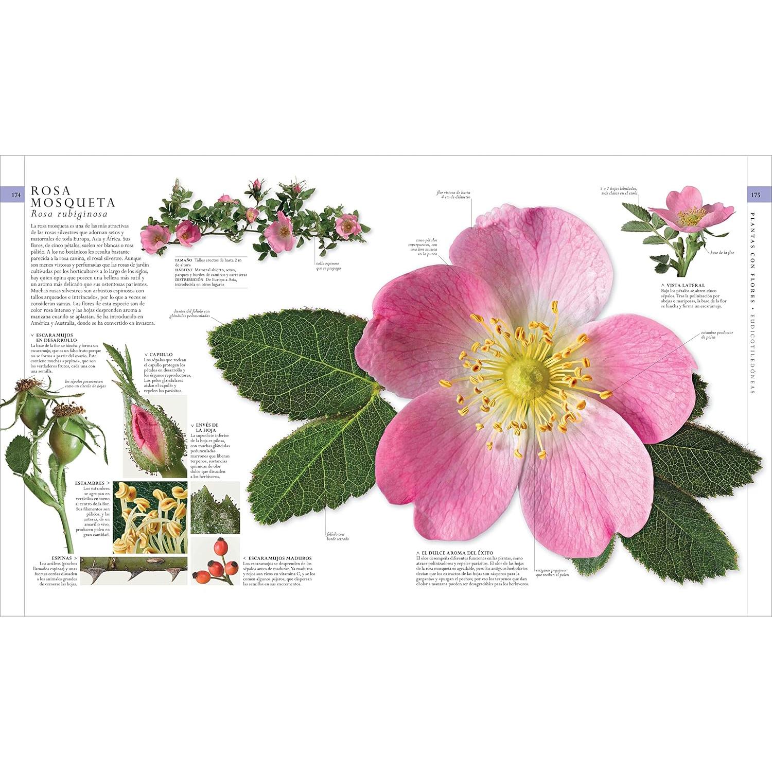 El libro de la naturaleza (Natural History): Enciclopedia del mundo natural en imágenes (DK Definitive Visual Encyclopedias) (Spanish Edition)