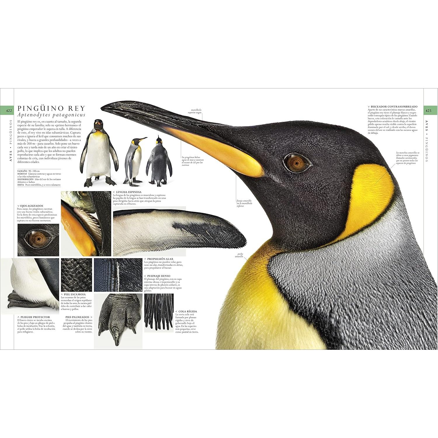 El libro de la naturaleza (Natural History): Enciclopedia del mundo natural en imágenes (DK Definitive Visual Encyclopedias) (Spanish Edition)