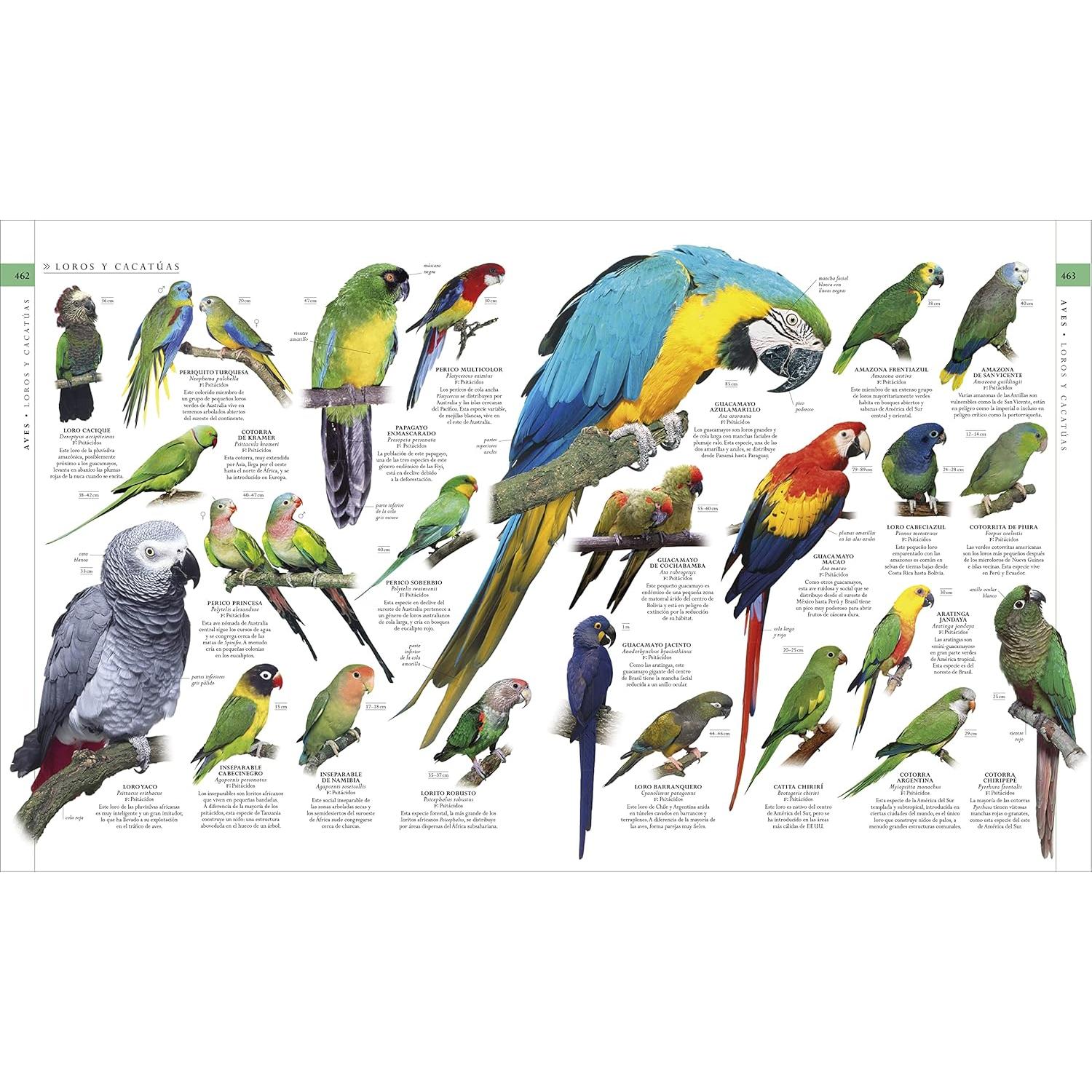 El libro de la naturaleza (Natural History): Enciclopedia del mundo natural en imágenes (DK Definitive Visual Encyclopedias) (Spanish Edition)