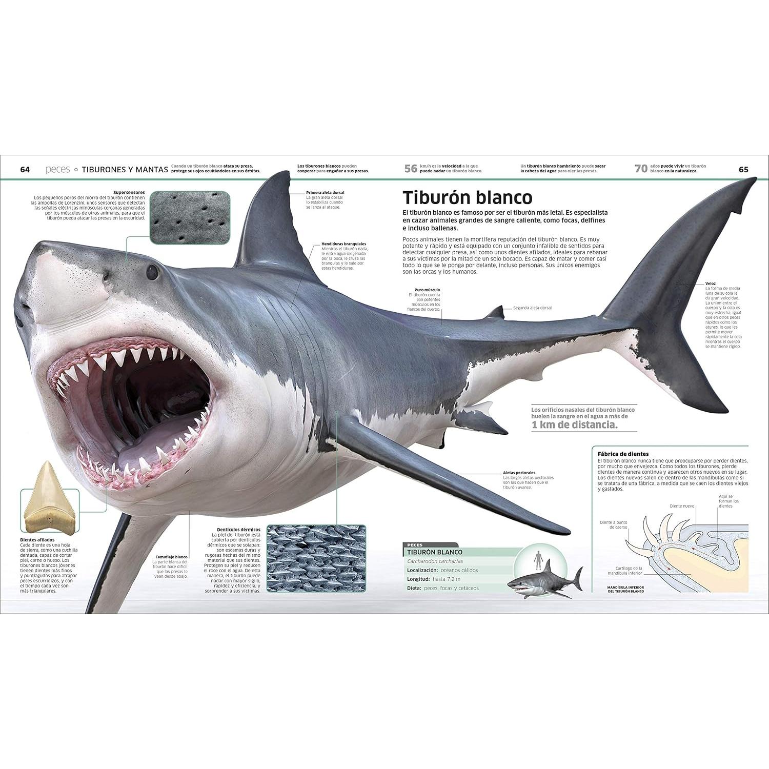 Animales (Knowledge Encyclopedia Animal!): El reino animal como nunca lo habías visto (DK Knowledge Encyclopedias) (Spanish Edition)