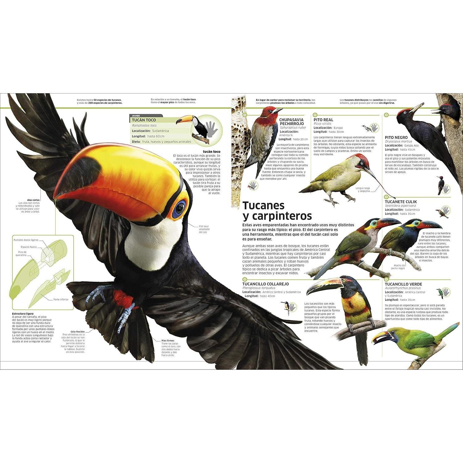 Animales (Knowledge Encyclopedia Animal!): El reino animal como nunca lo habías visto (DK Knowledge Encyclopedias) (Spanish Edition)