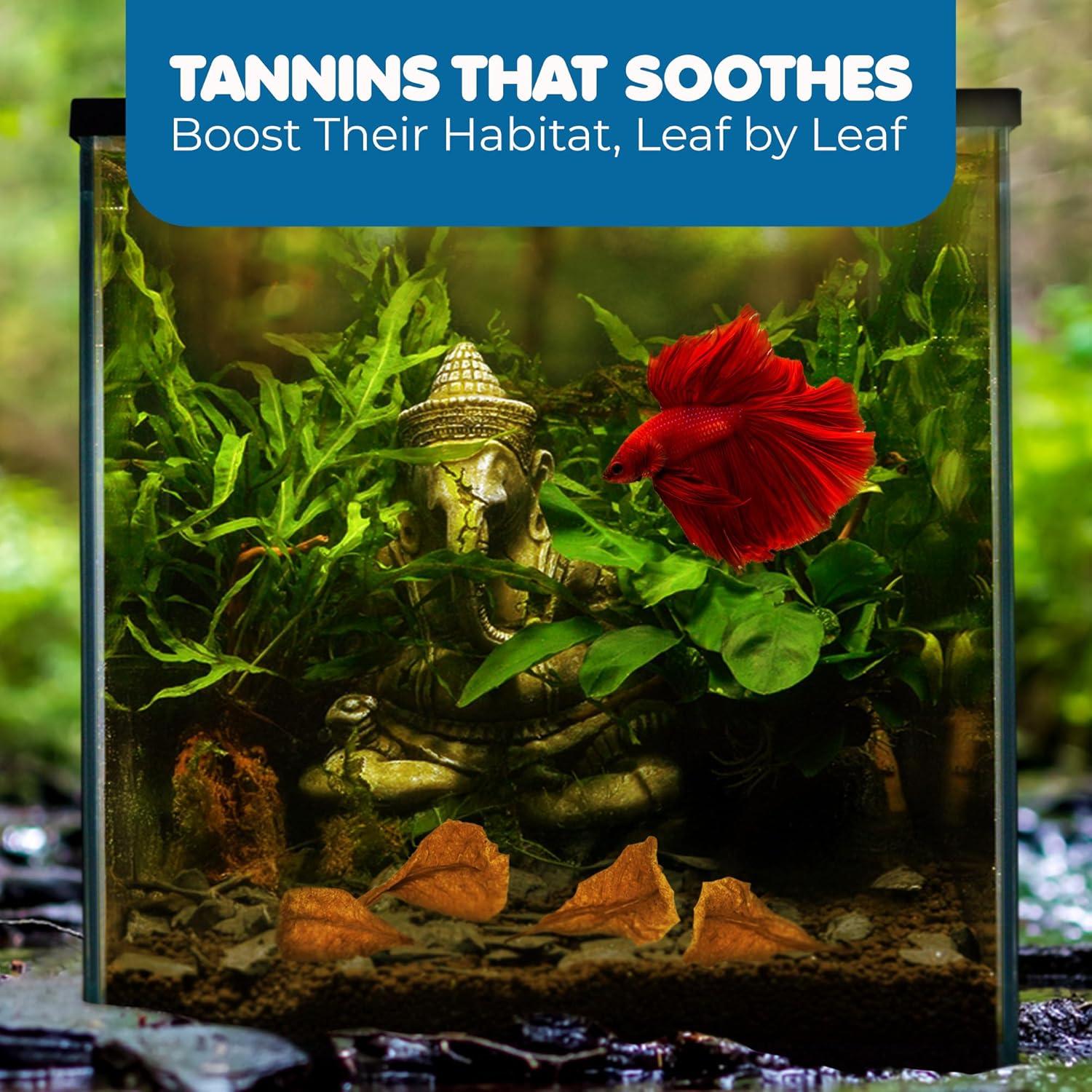 SunGrow 50 Hojas de Almendra India Catappa para Acuario 5.08 cm