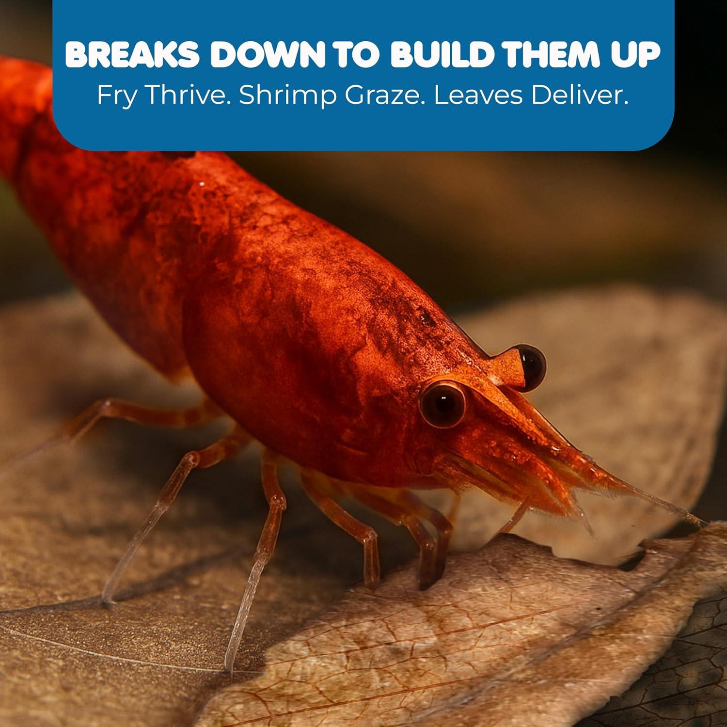 SunGrow 50 Hojas de Almendra India Catappa para Acuario 5.08 cm