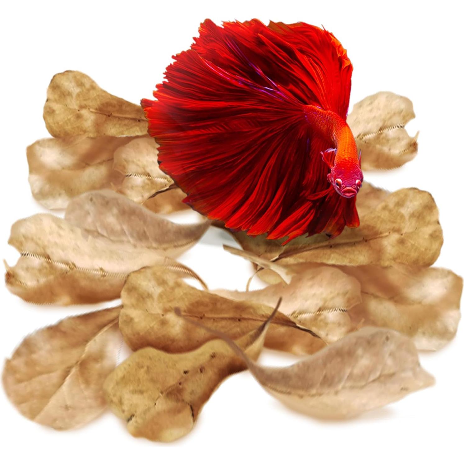 SunGrow 50 Hojas de Almendra India Catappa para Acuario 5.08 cm