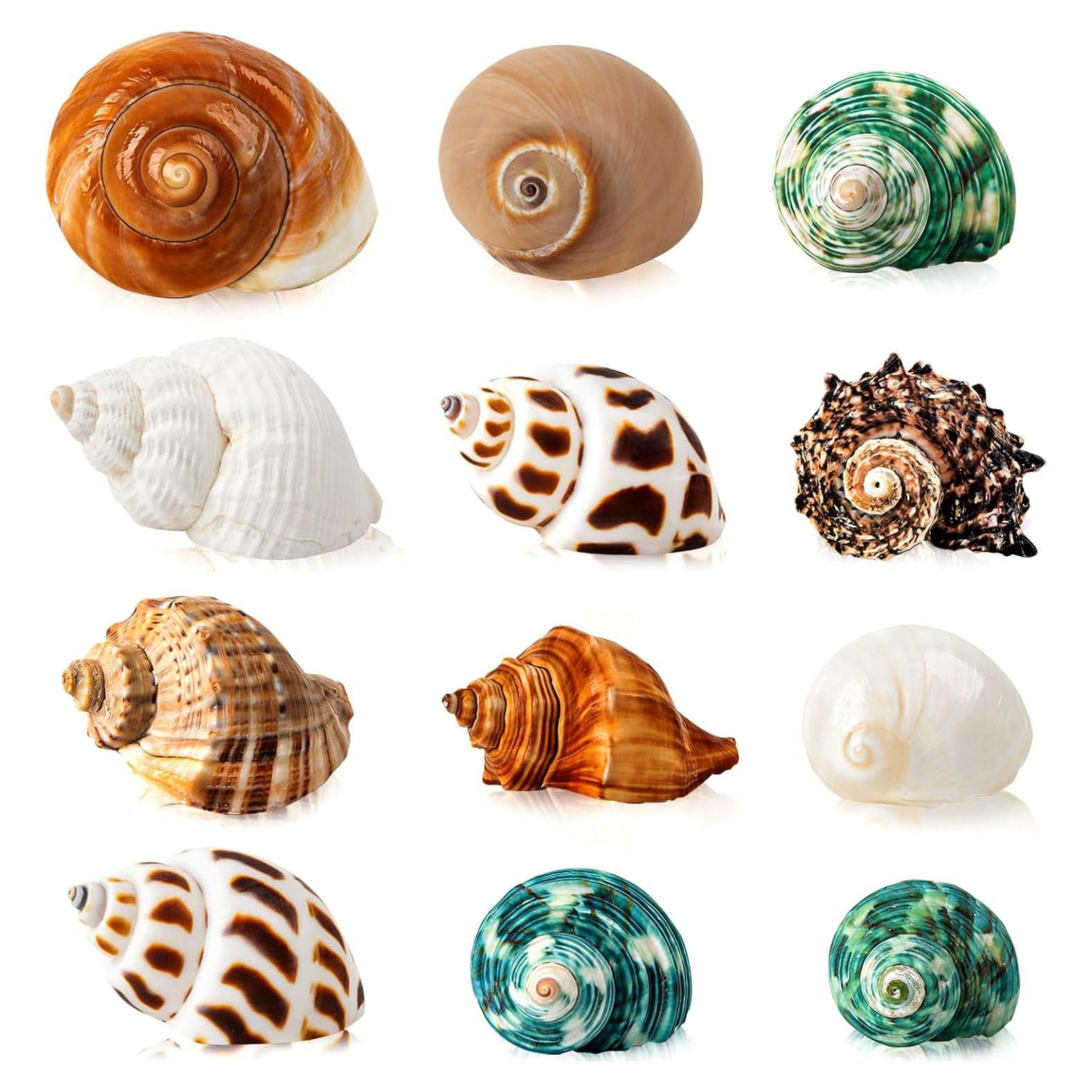 12PCS Conchas de Cangrejo Ermitaño WeDoSoy 4.06-8.13 cm