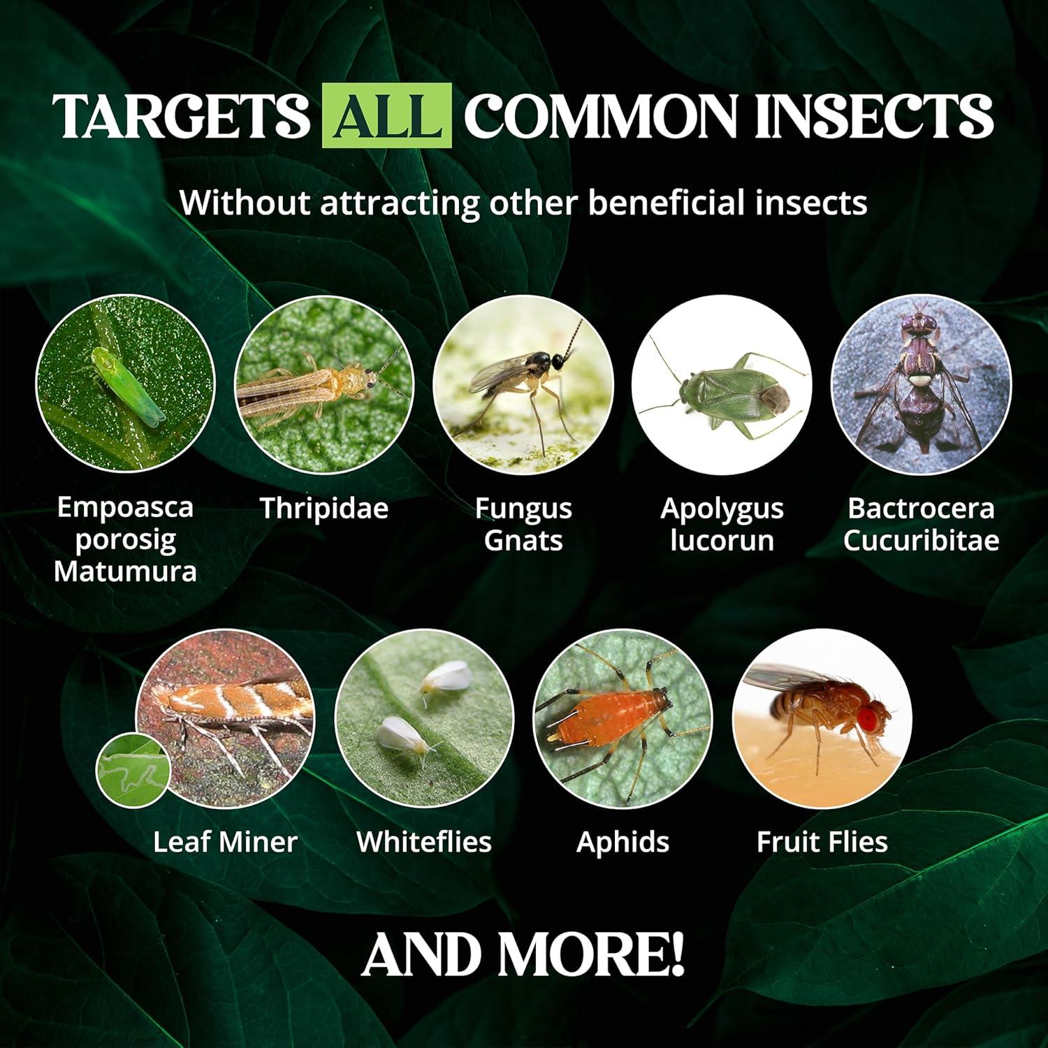 Trampas Adhesivas Doble Cara Catchmaster 36 Unidades Amarillas