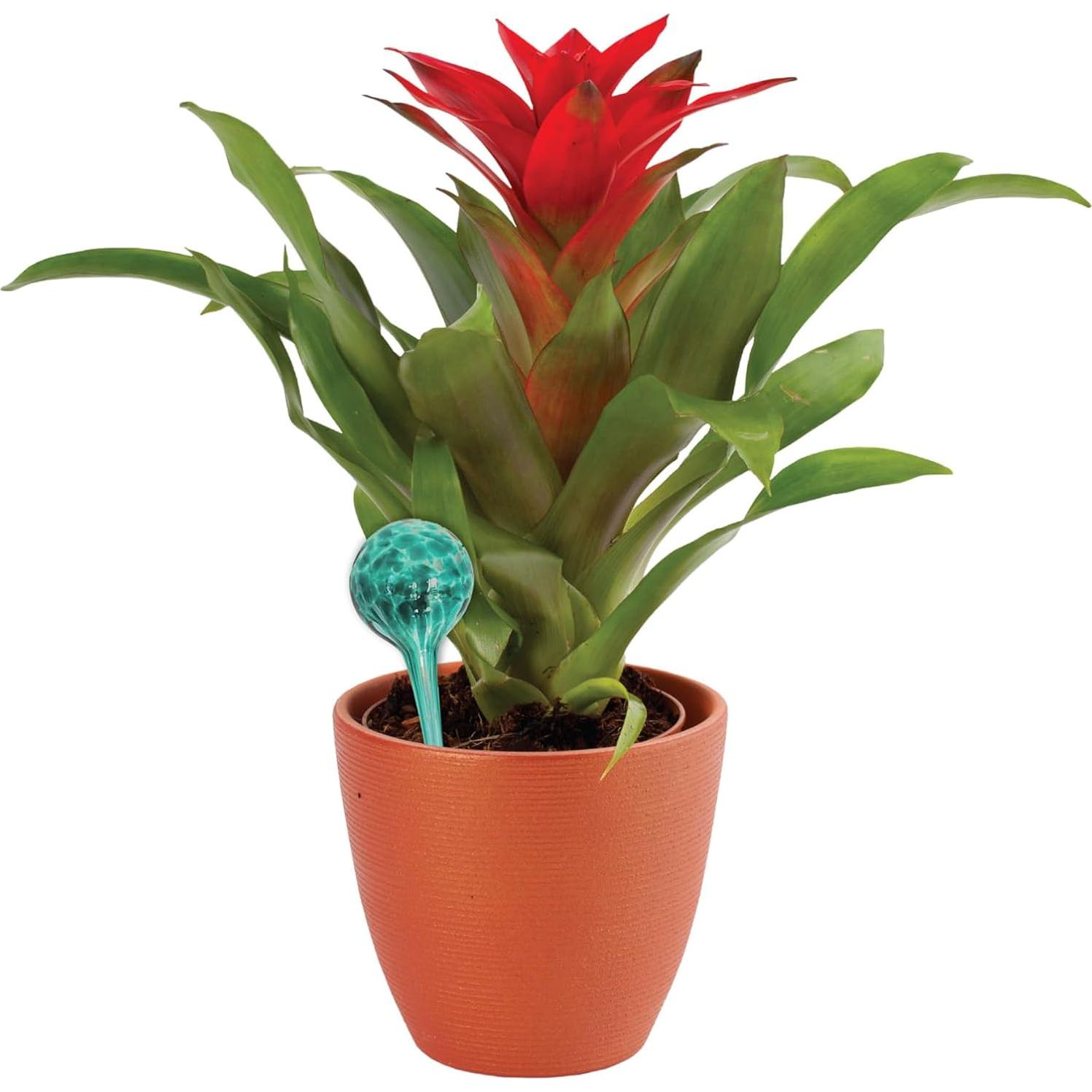 Juego de 4 Globos de Riego de Vidrio Wyndham House 30 cm