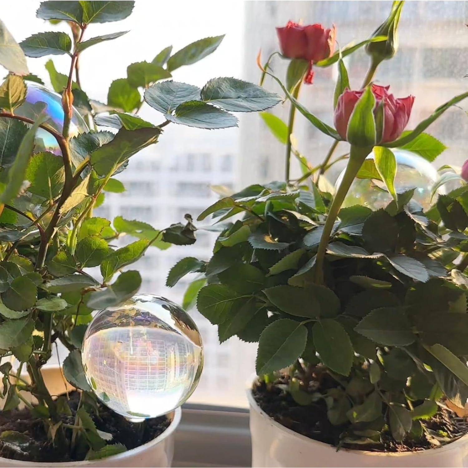 4PCS Esferas de Riego Automáticas Histely 368.5ml Vidrio