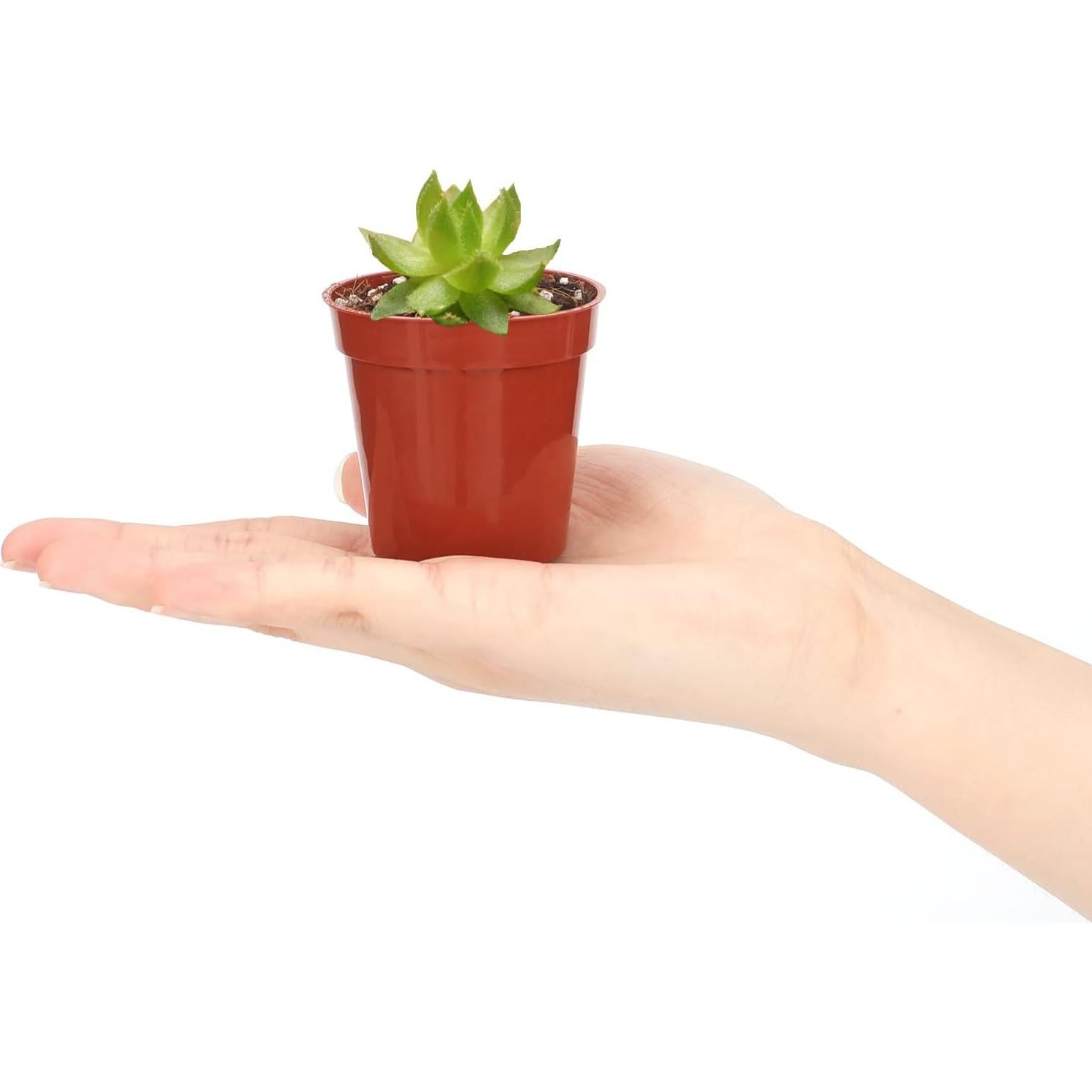 Macetas de Plástico Terracota KINGLAKE GARDEN 50 Unidades 5.4 cm