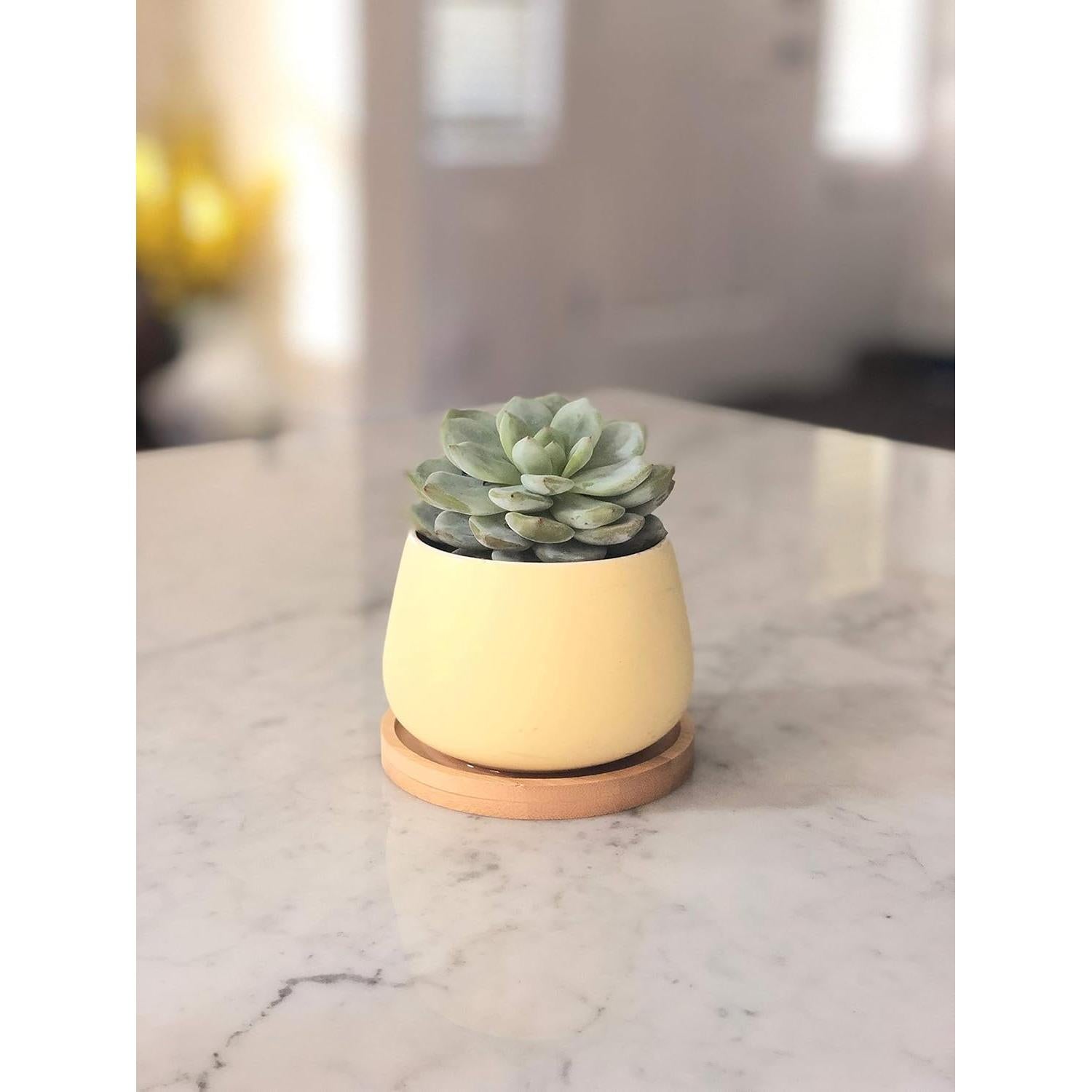 Macetas Cerámicas Redondas Chez JuJu 3" Surtidas Azul Rosa Amarillo