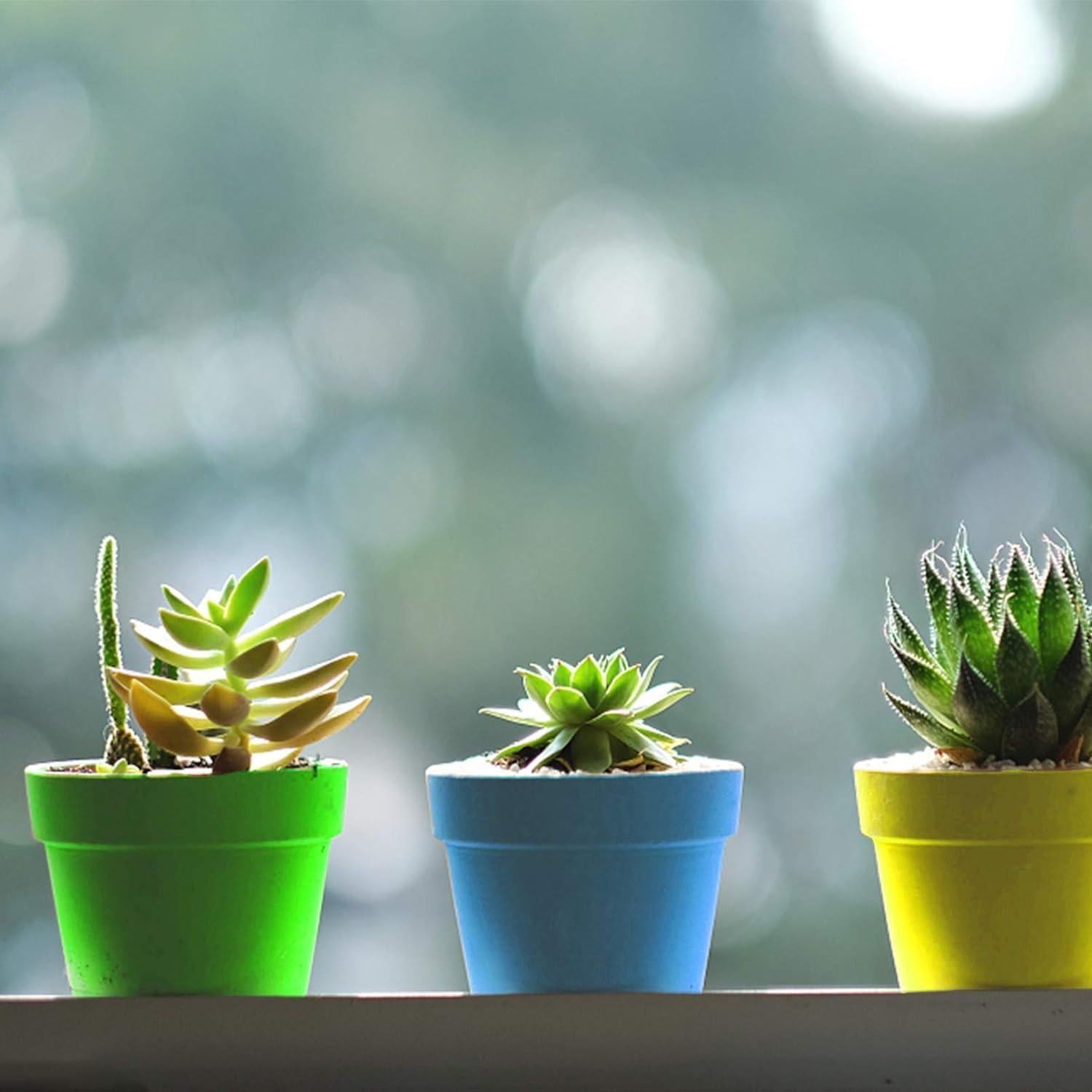 50 Macetas de Vivero PURPLE STAR 1N con Domo de Humedad