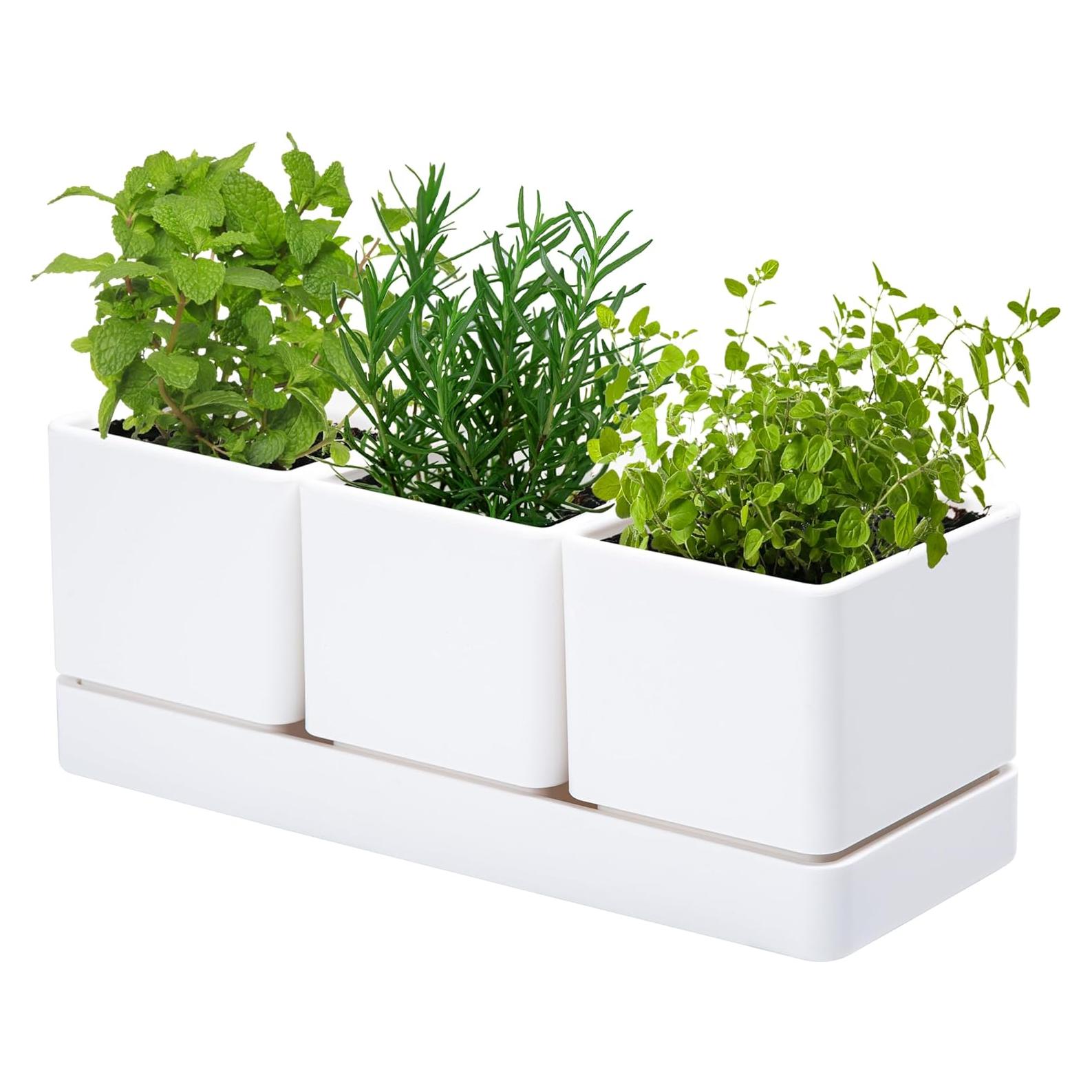 Juego de 3 Macetas para Hierbas D'vine Dev con Plato Drenaje