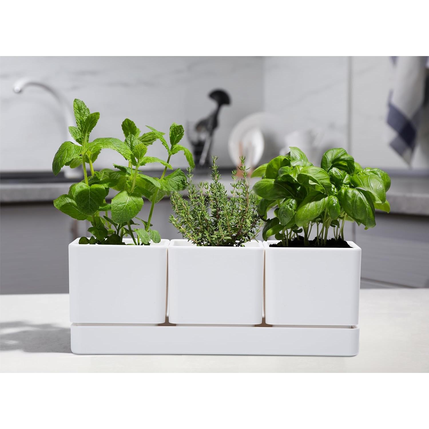 Juego de 3 Macetas para Hierbas D'vine Dev con Plato Drenaje
